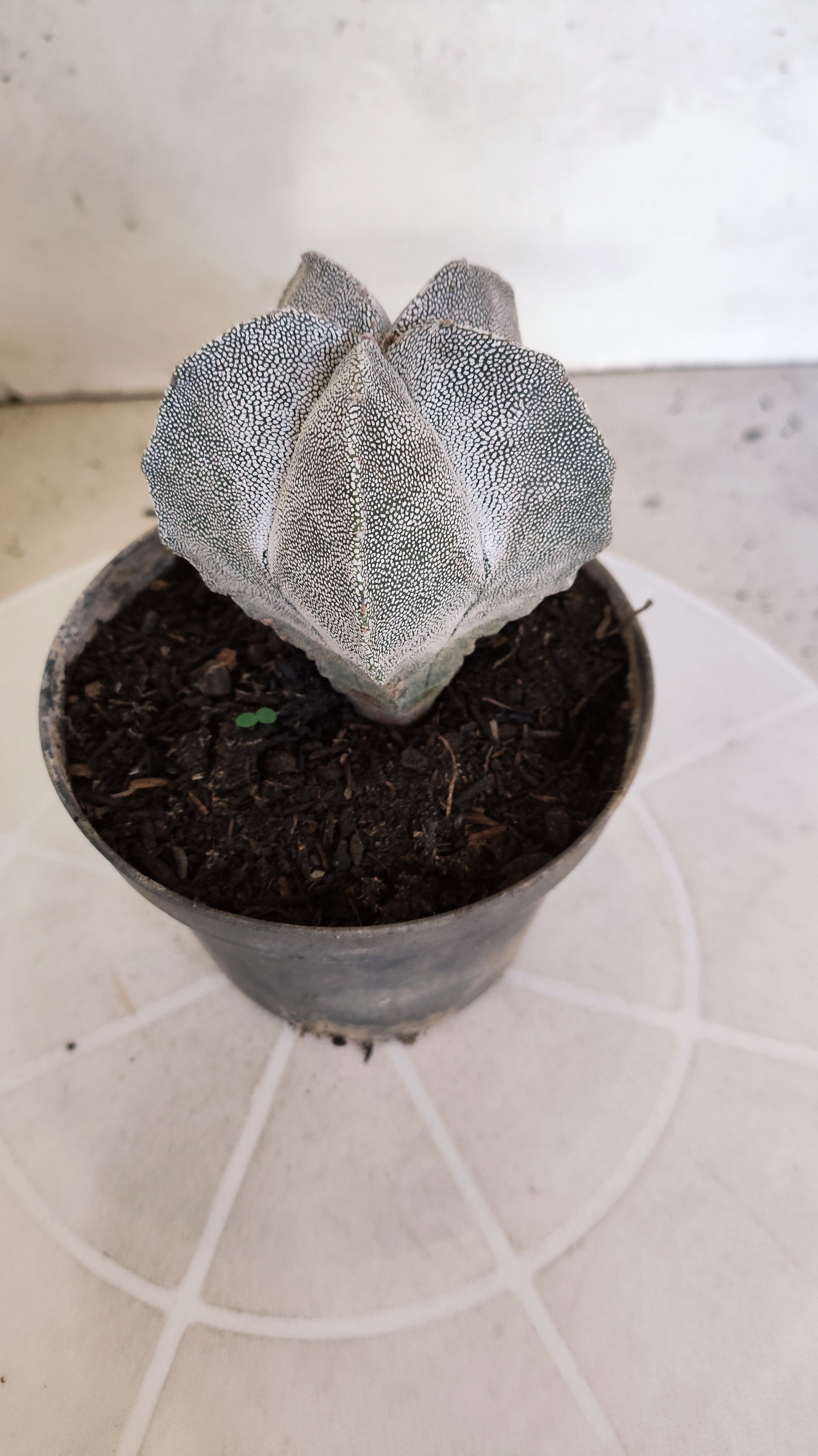 ASTROPHYTUM MYRIOSTIGMA Onzuka  Nº 788 – vaso 11