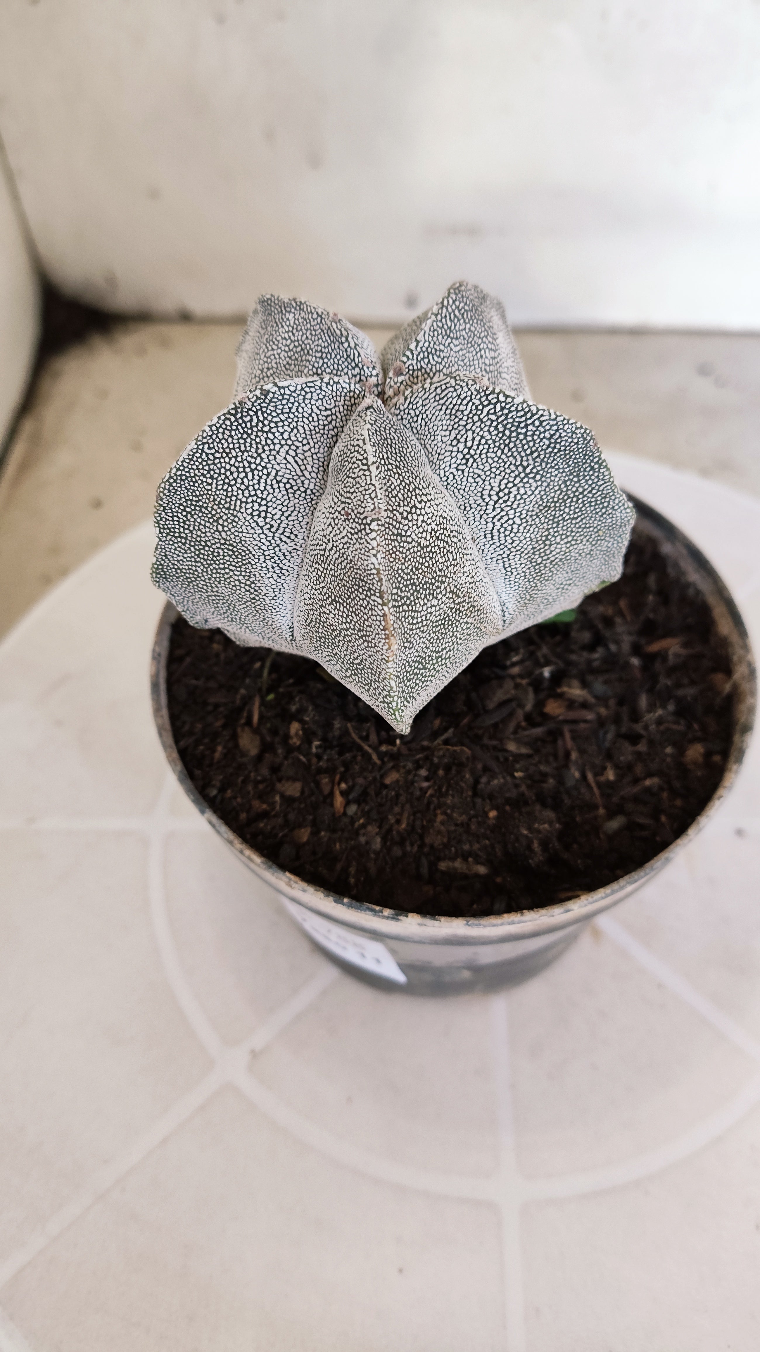 ASTROPHYTUM MYRIOSTIGMA Onzuka  Nº 788 – vaso 11