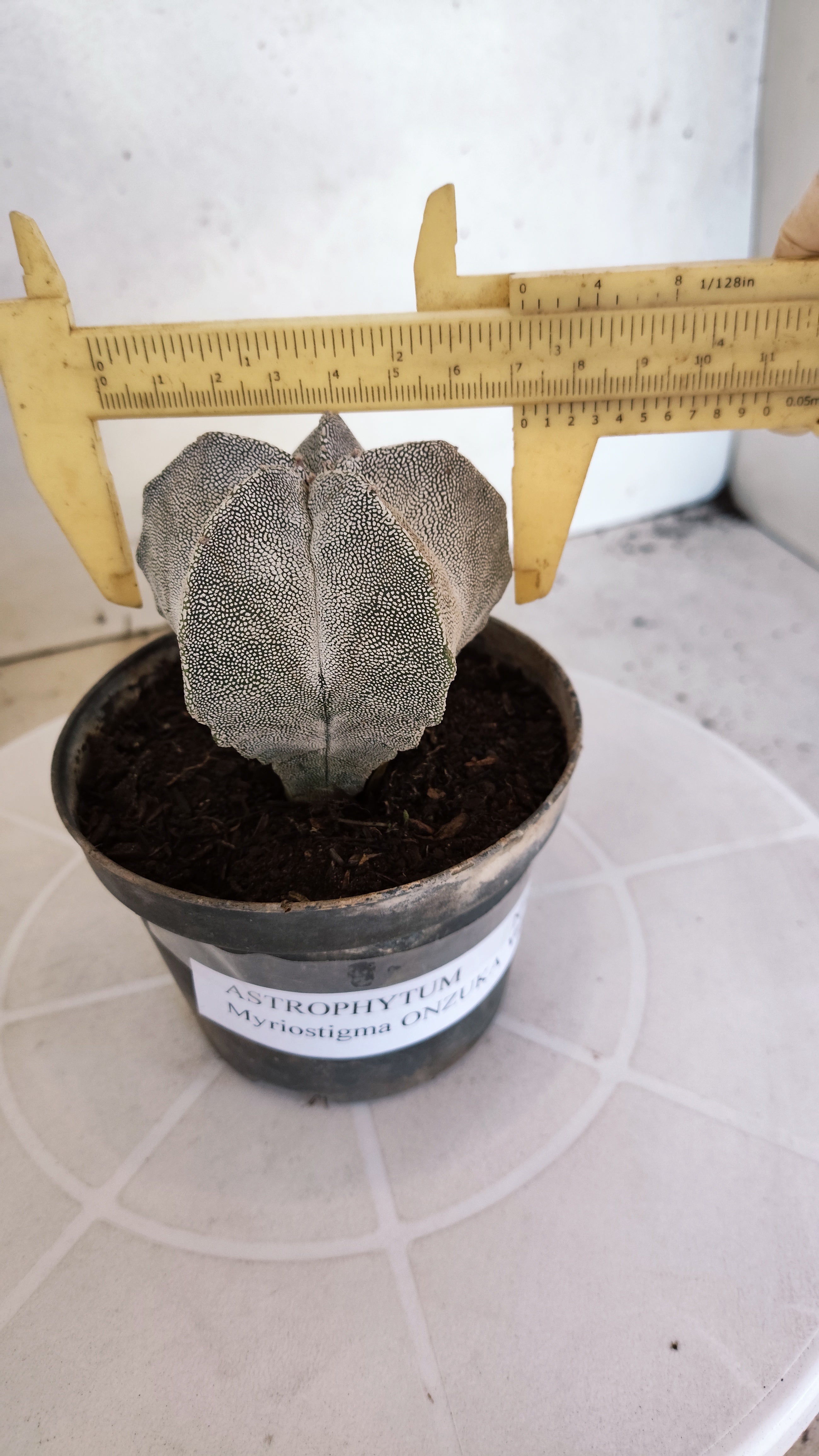ASTROPHYTUM MYRIOSTIGMA Onzuka  Nº 788 – vaso 11