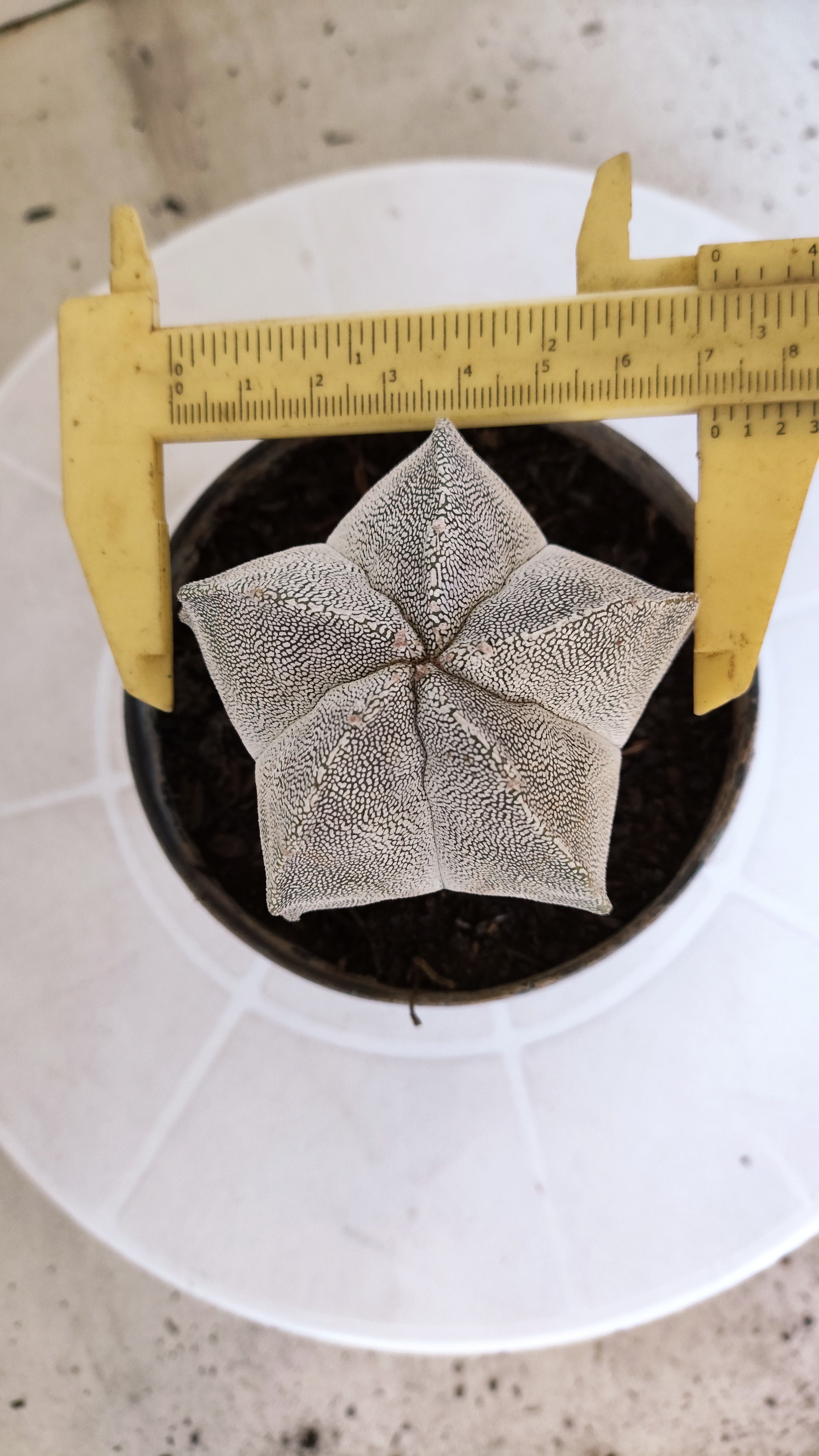 ASTROPHYTUM MYRIOSTIGMA Onzuka  Nº 788 – vaso 11