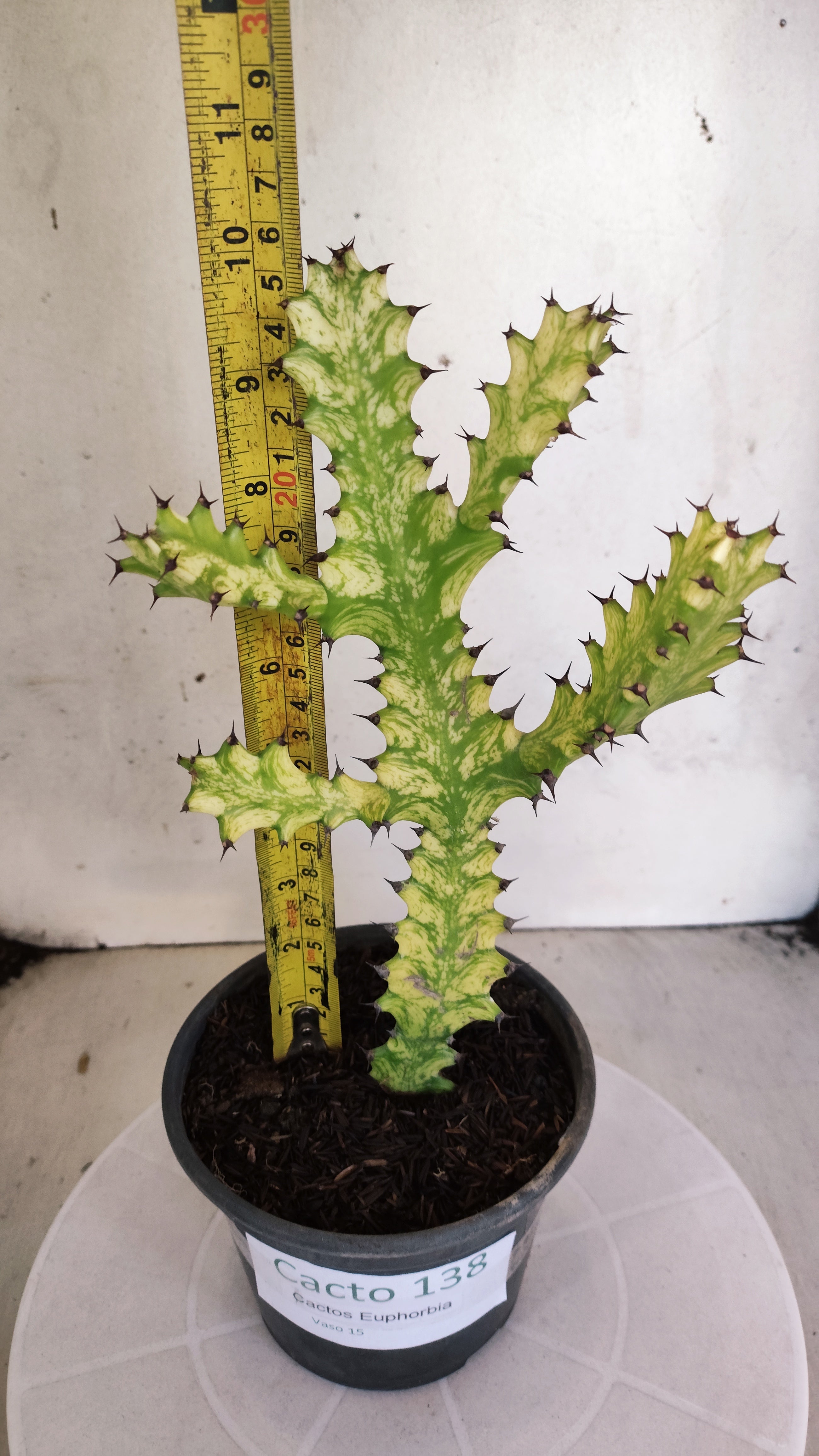 Euphorbia Trigona "Variegata" - Nº 138- vaso 15 (25cm)