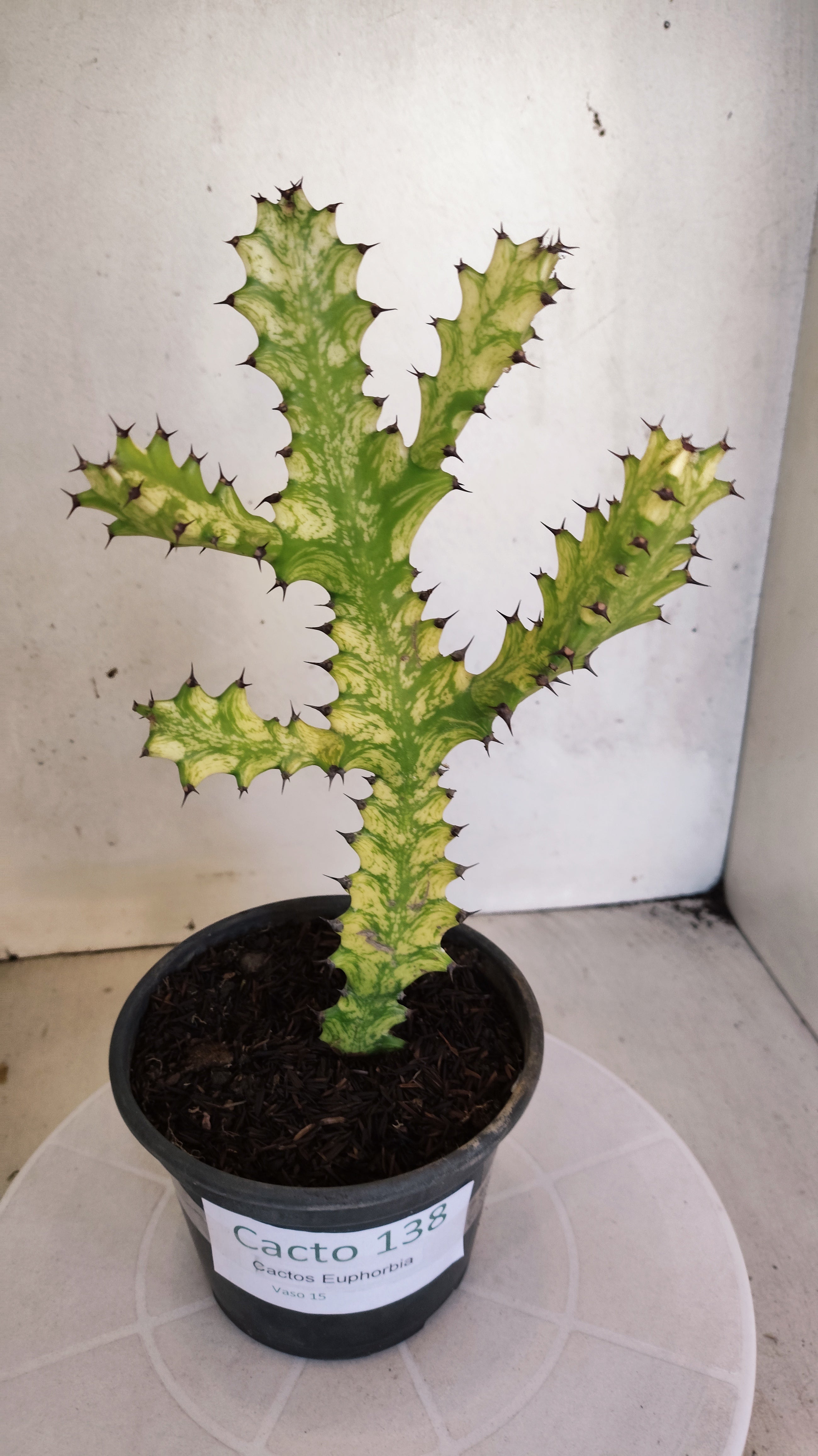 Euphorbia Trigona "Variegata" - Nº 138- vaso 15 (25cm)