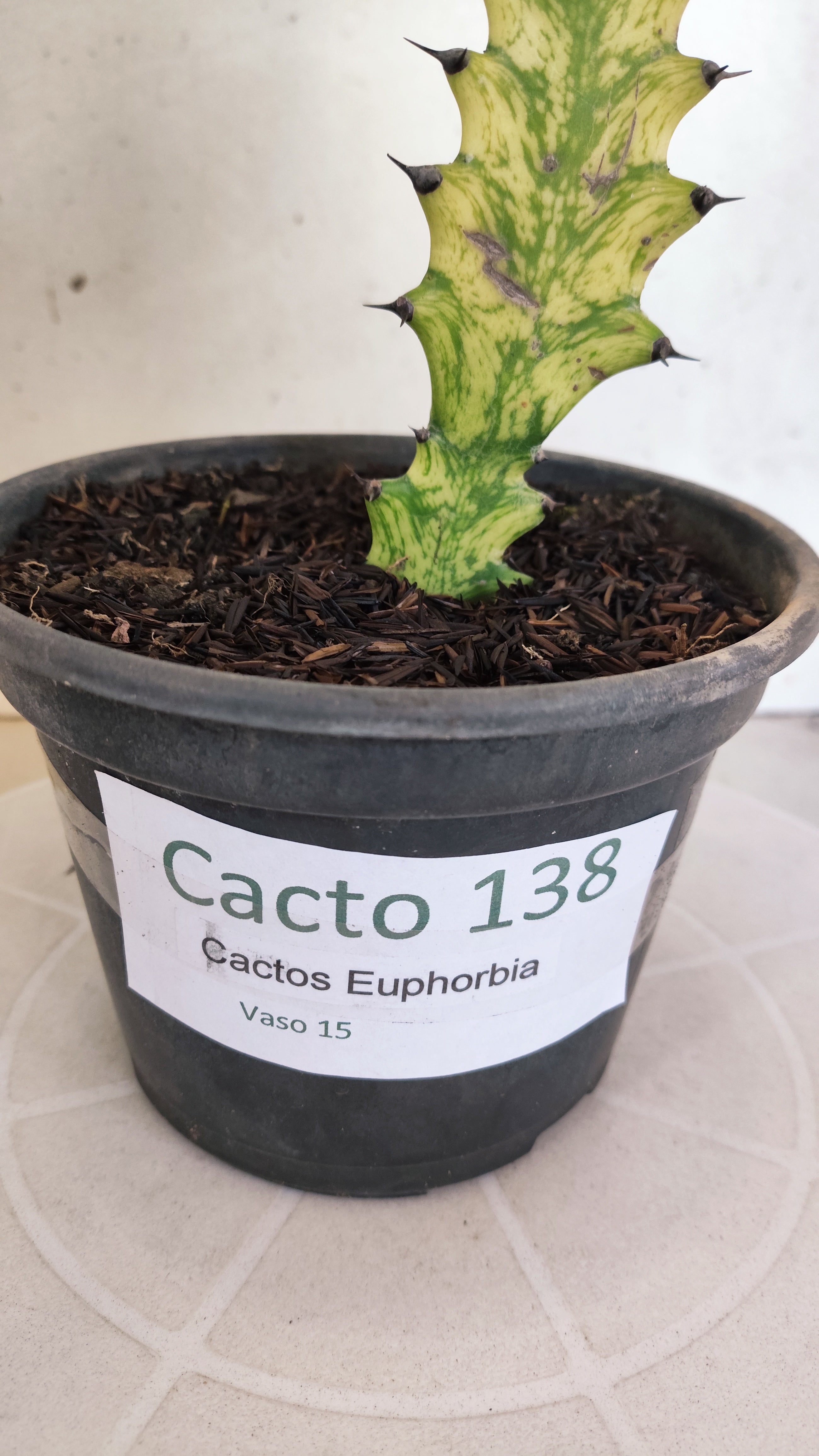 Euphorbia Trigona "Variegata" - Nº 138- vaso 15 (25cm)