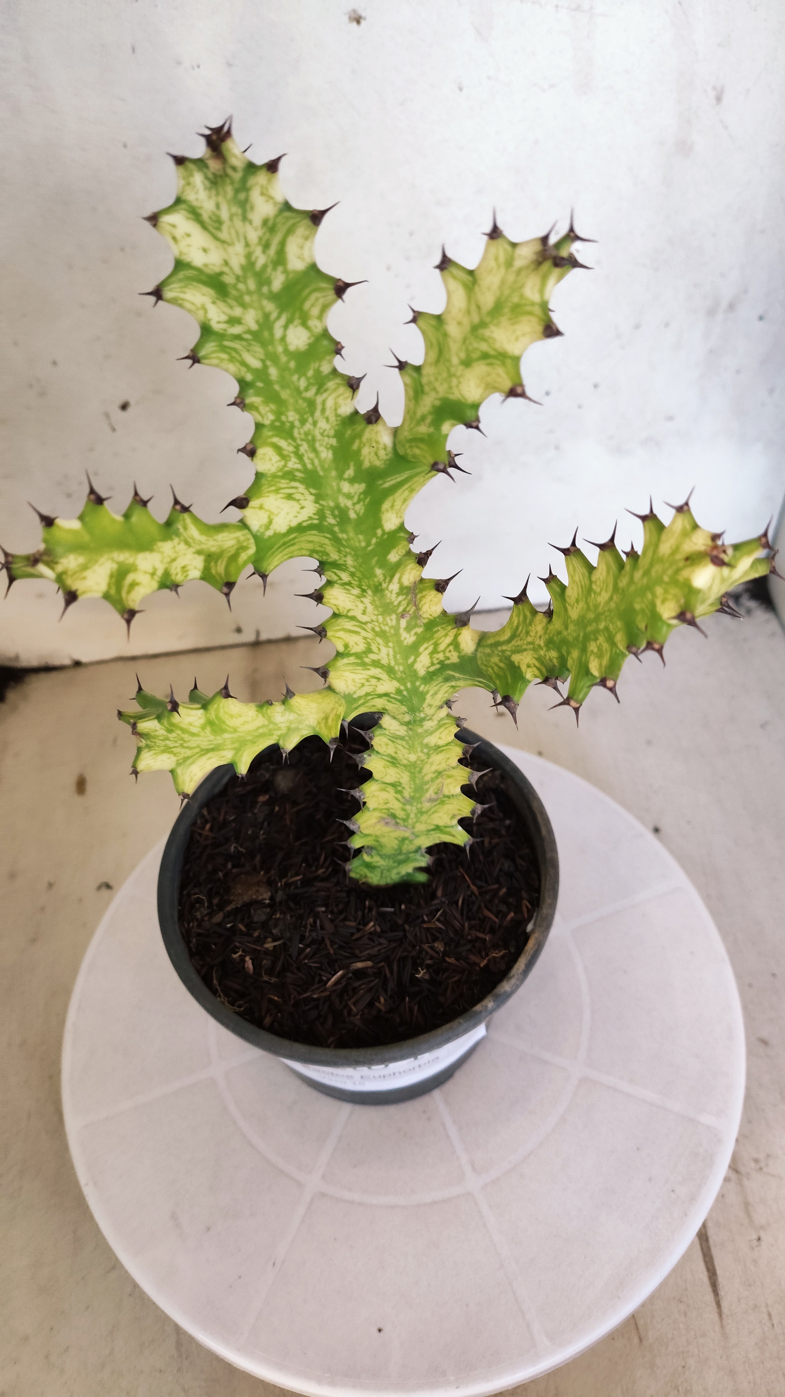 Euphorbia Trigona "Variegata" - Nº 138- vaso 15 (25cm)