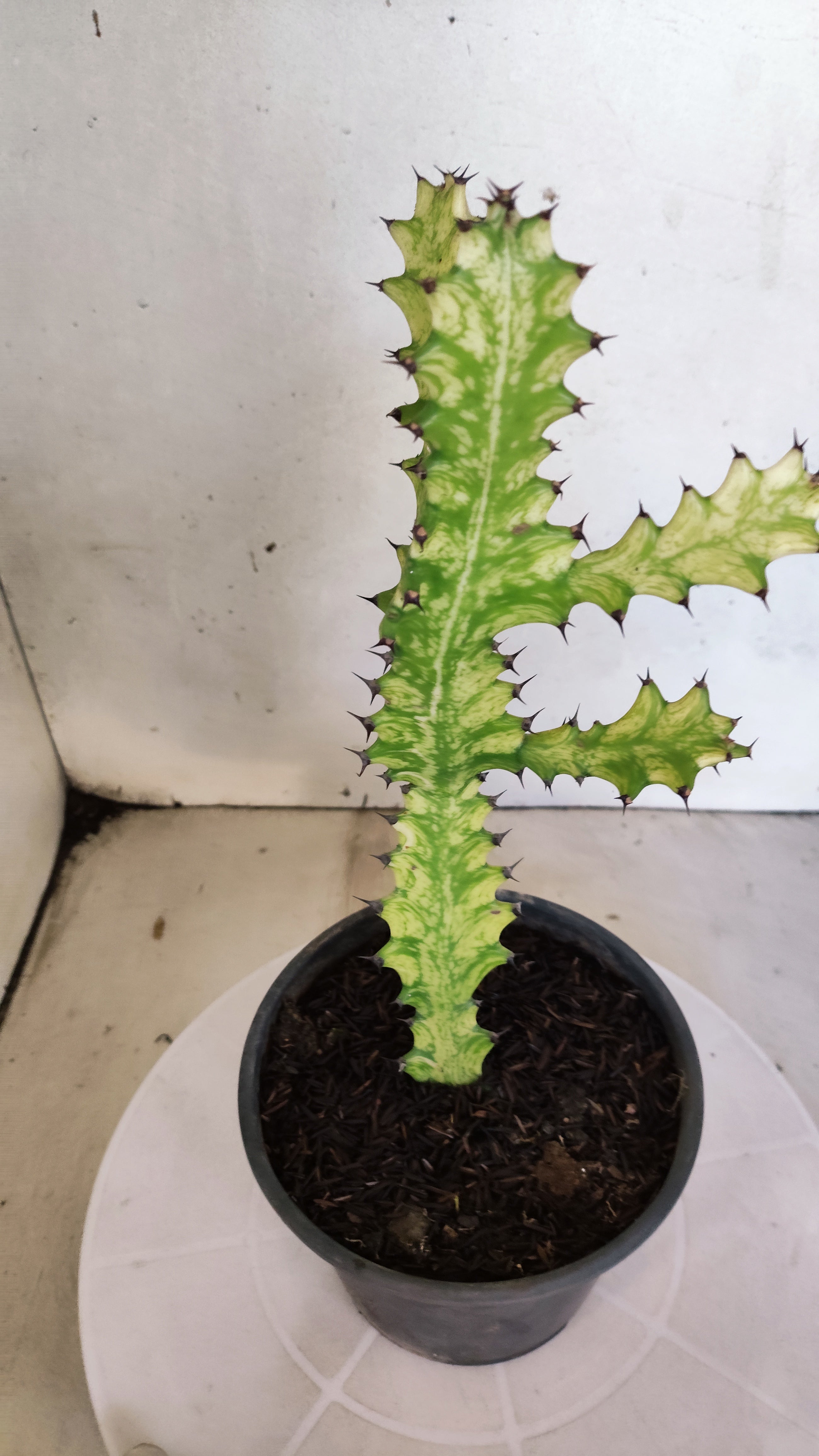 Euphorbia Trigona "Variegata" - Nº 138- vaso 15 (25cm)