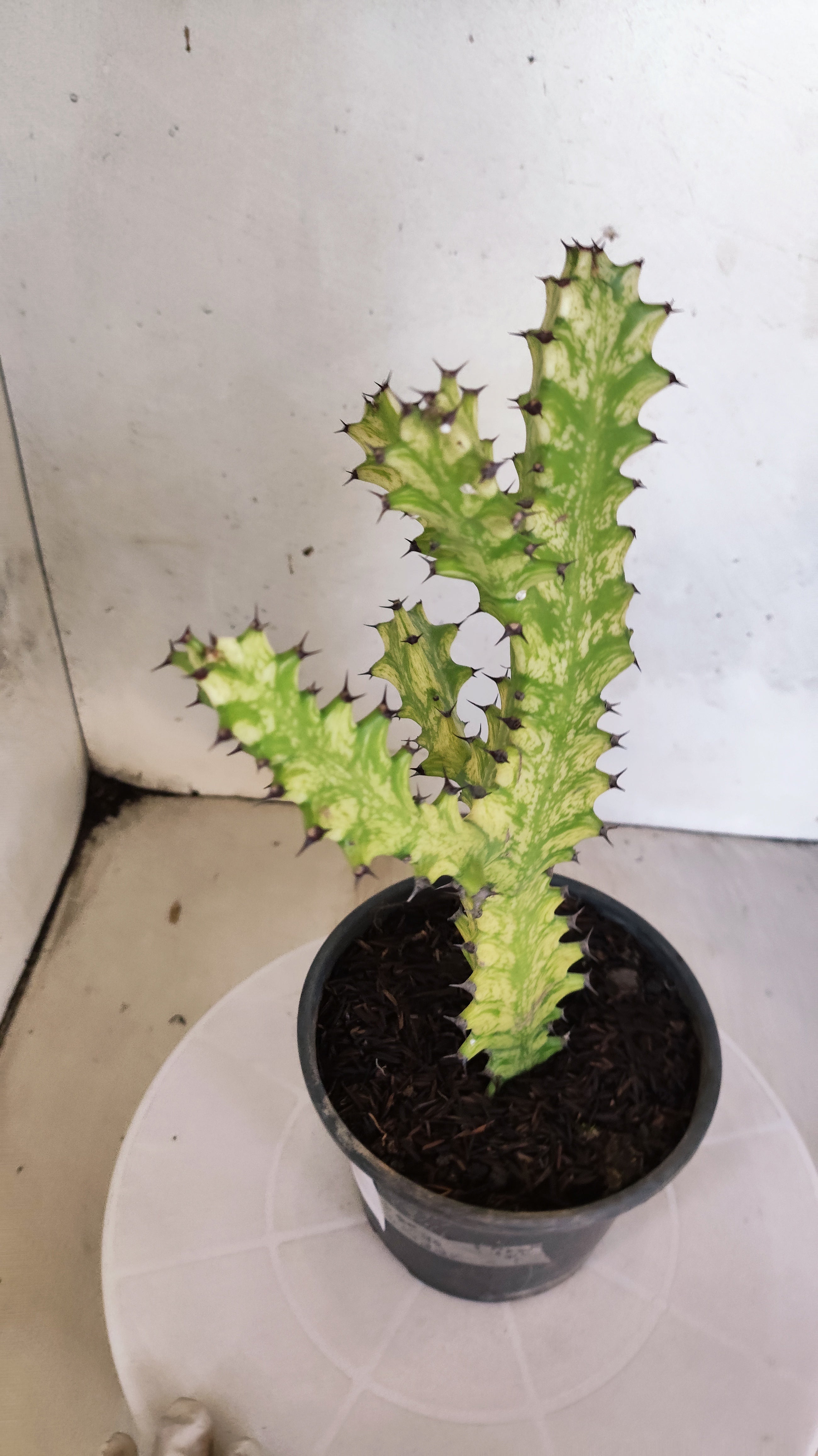 Euphorbia Trigona "Variegata" - Nº 138- vaso 15 (25cm)