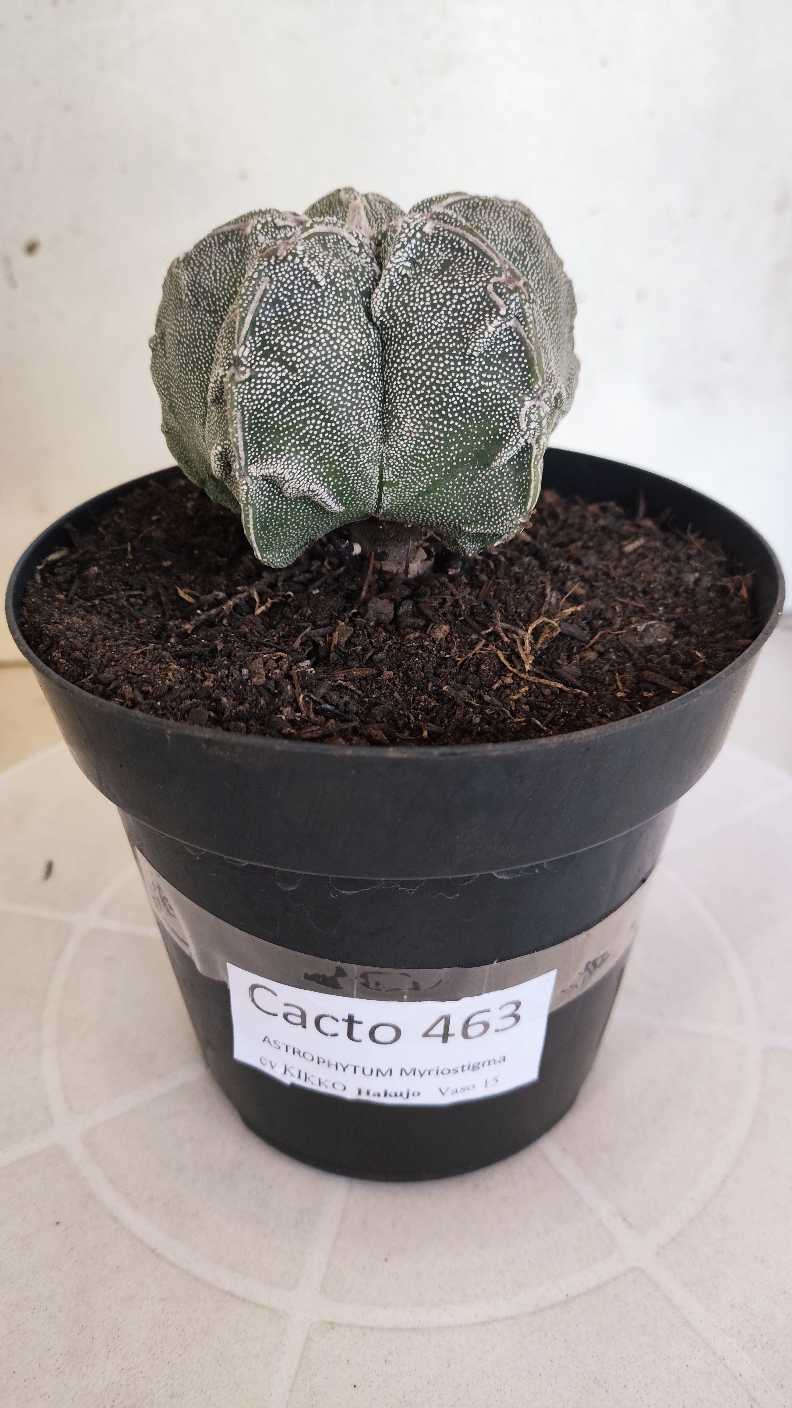MATRIZ ASTROPHYTUM cv KIKKO "Hakujo"  Nº 463 – vaso 15