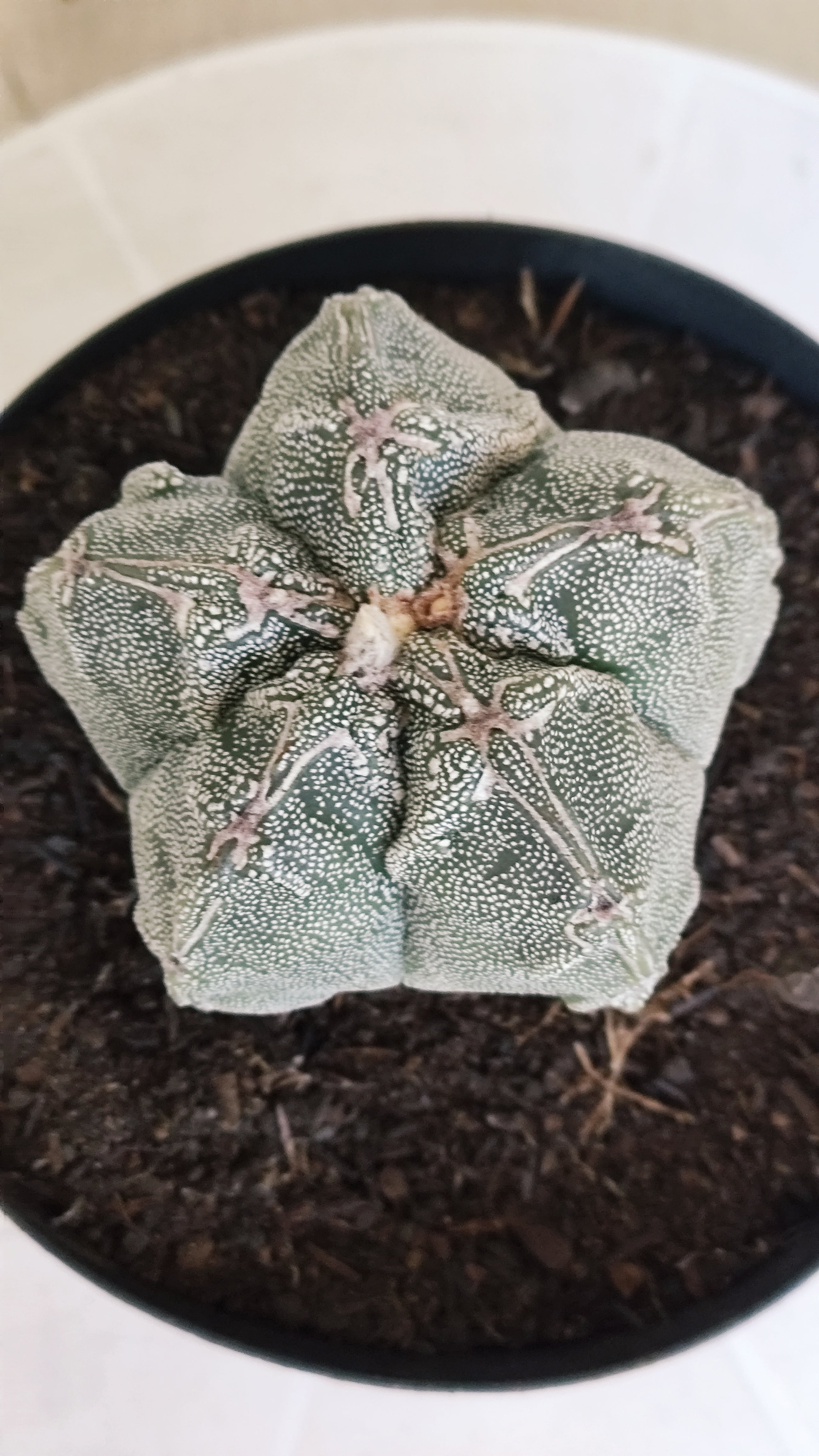 MATRIZ ASTROPHYTUM cv KIKKO "Hakujo"  Nº 463 – vaso 15