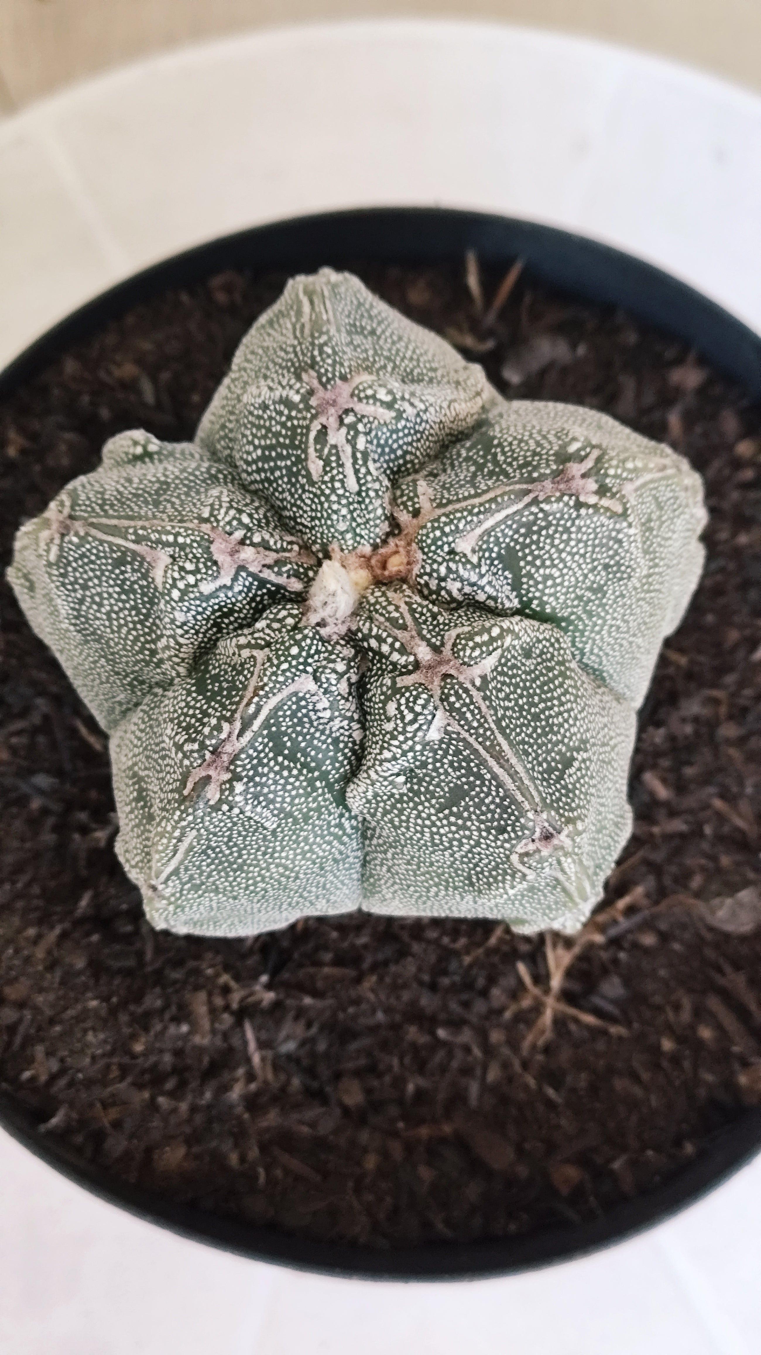 MATRIZ ASTROPHYTUM cv KIKKO "Hakujo"  Nº 463 – vaso 15