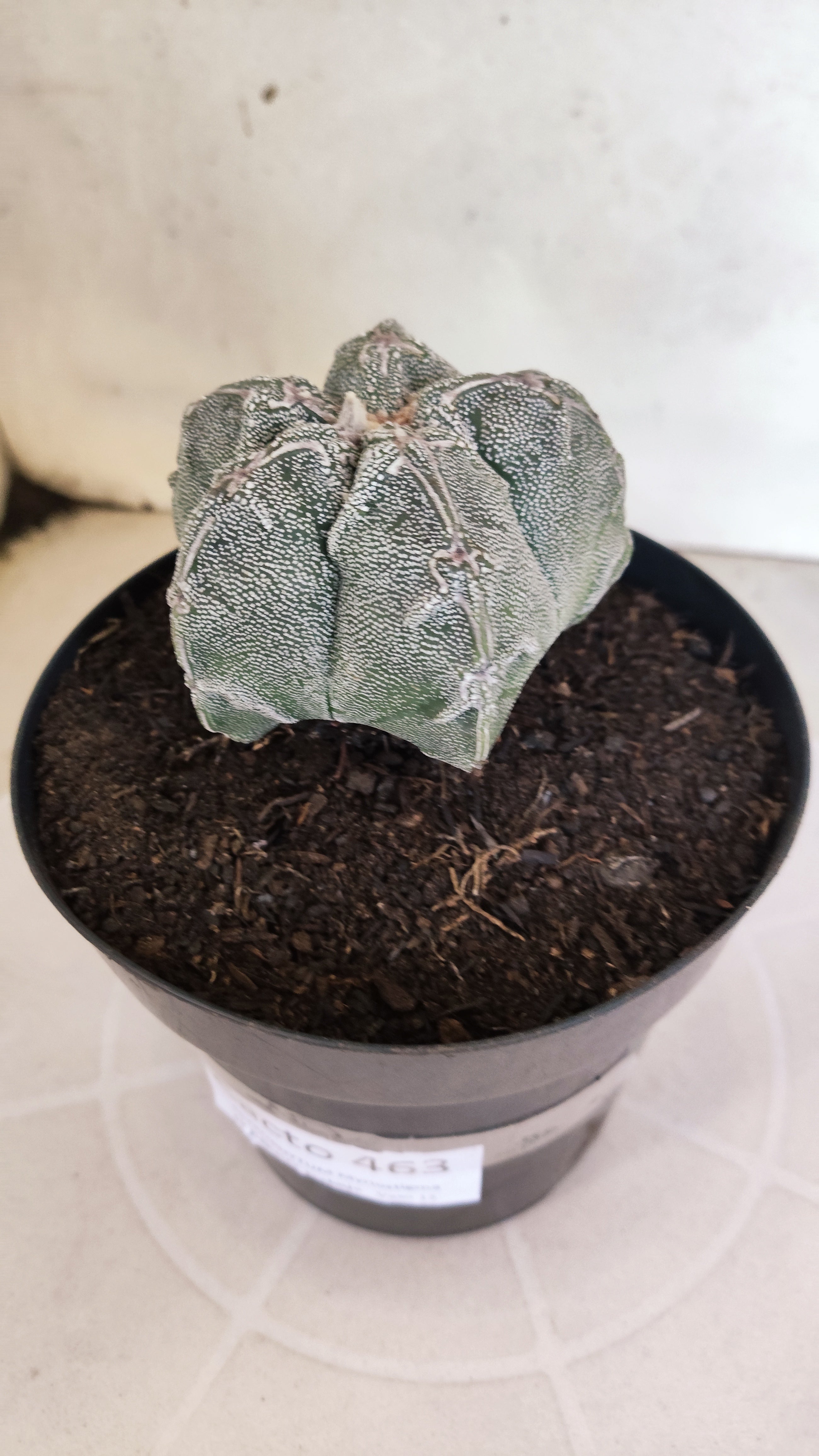 MATRIZ ASTROPHYTUM cv KIKKO "Hakujo"  Nº 463 – vaso 15