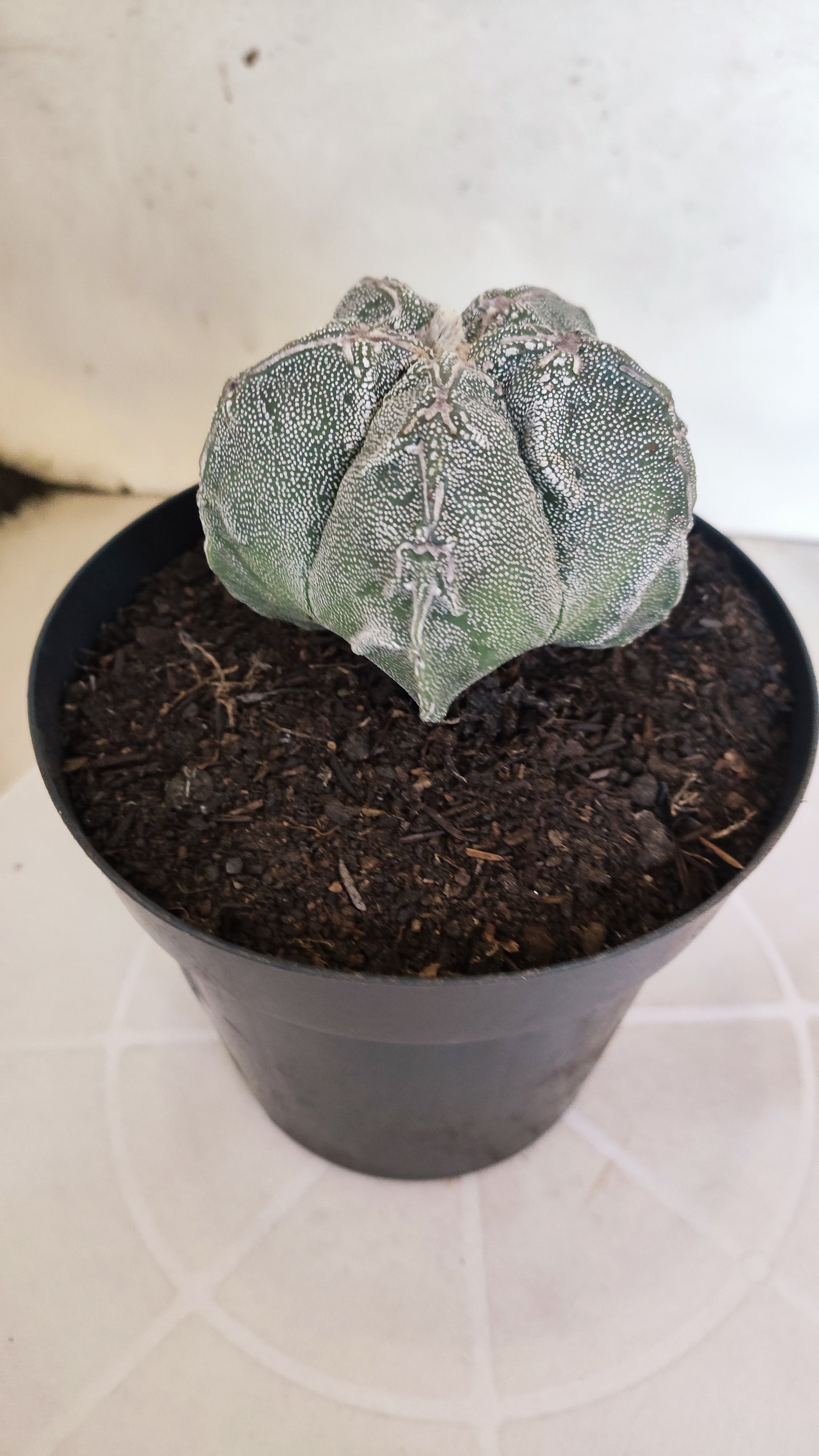 MATRIZ ASTROPHYTUM cv KIKKO "Hakujo"  Nº 463 – vaso 15