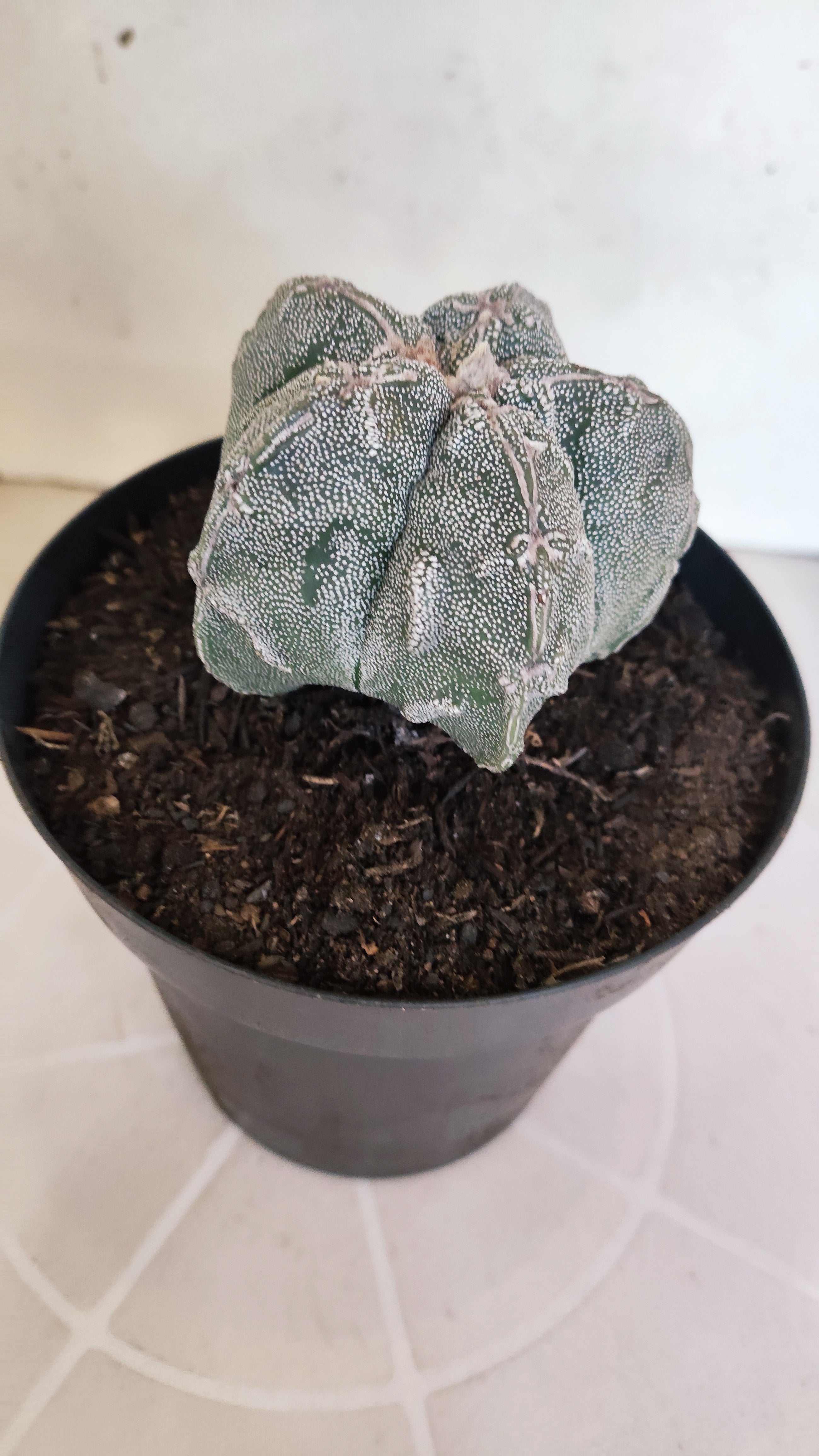 MATRIZ ASTROPHYTUM cv KIKKO "Hakujo"  Nº 463 – vaso 15
