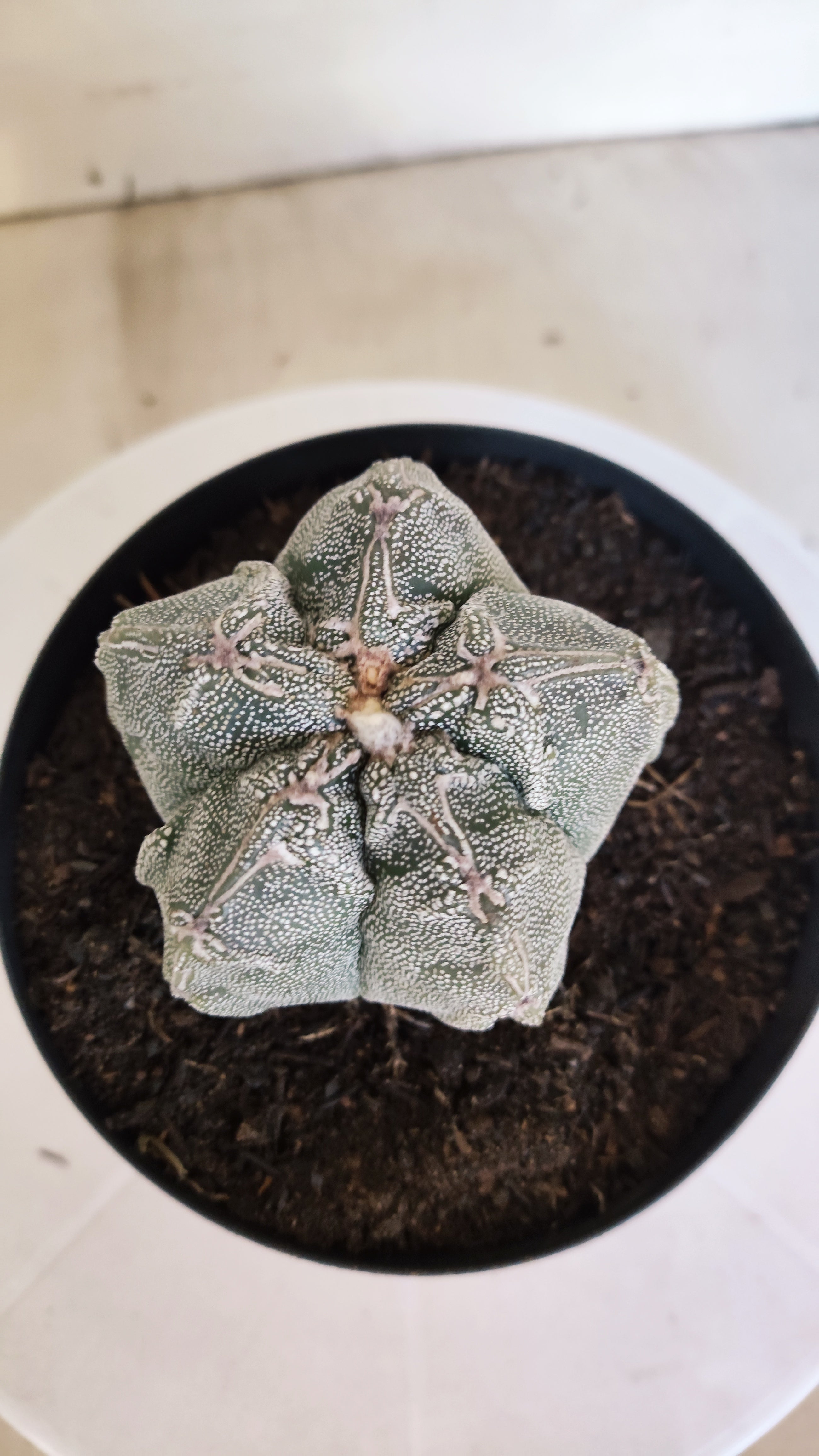 MATRIZ ASTROPHYTUM cv KIKKO "Hakujo"  Nº 463 – vaso 15