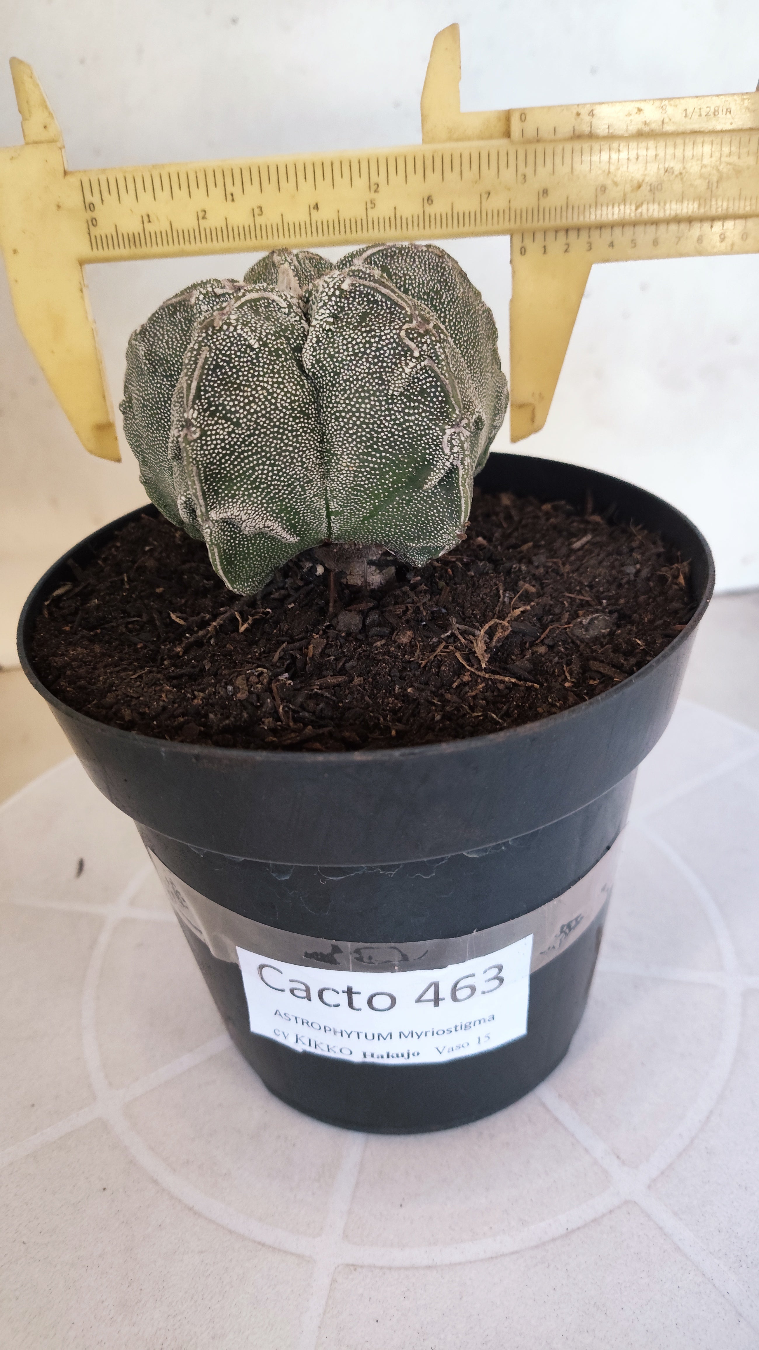 MATRIZ ASTROPHYTUM cv KIKKO "Hakujo"  Nº 463 – vaso 15