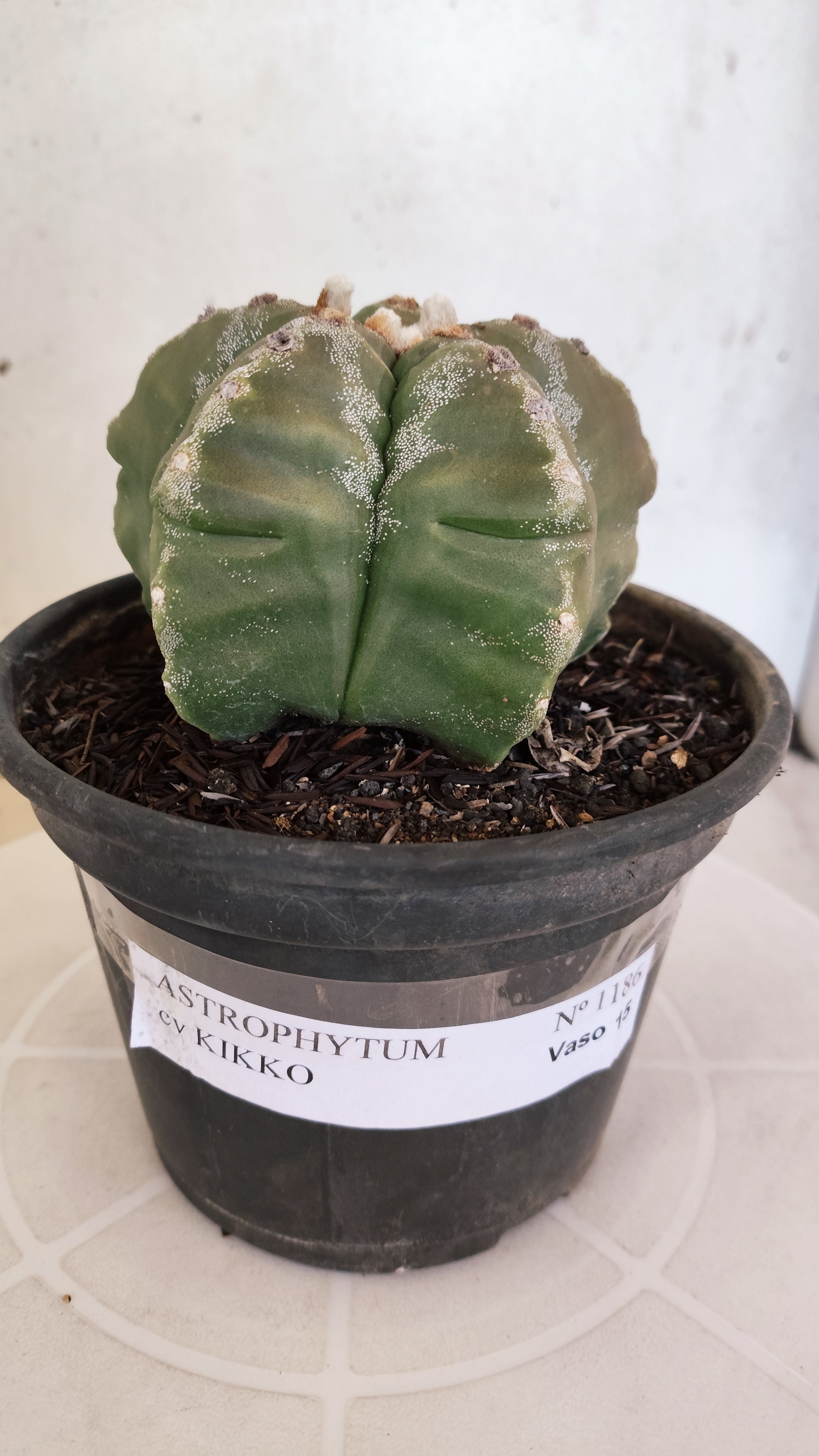 MATRIZ ASTROPHYTUM cv KIKKO  Nº 1186 – vaso 15