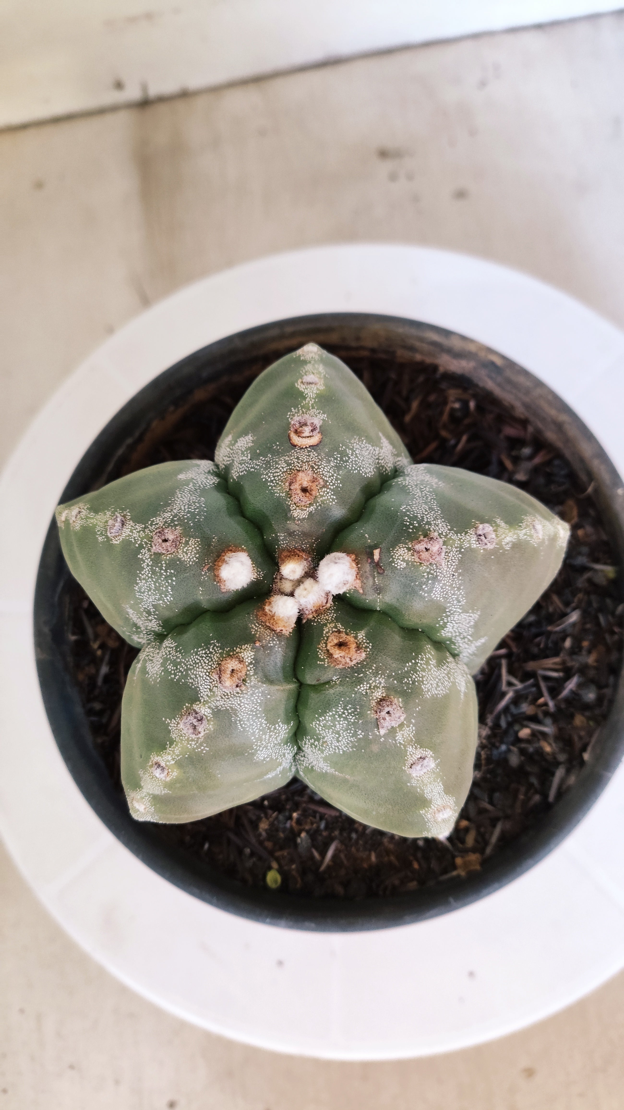 MATRIZ ASTROPHYTUM cv KIKKO  Nº 1186 – vaso 15