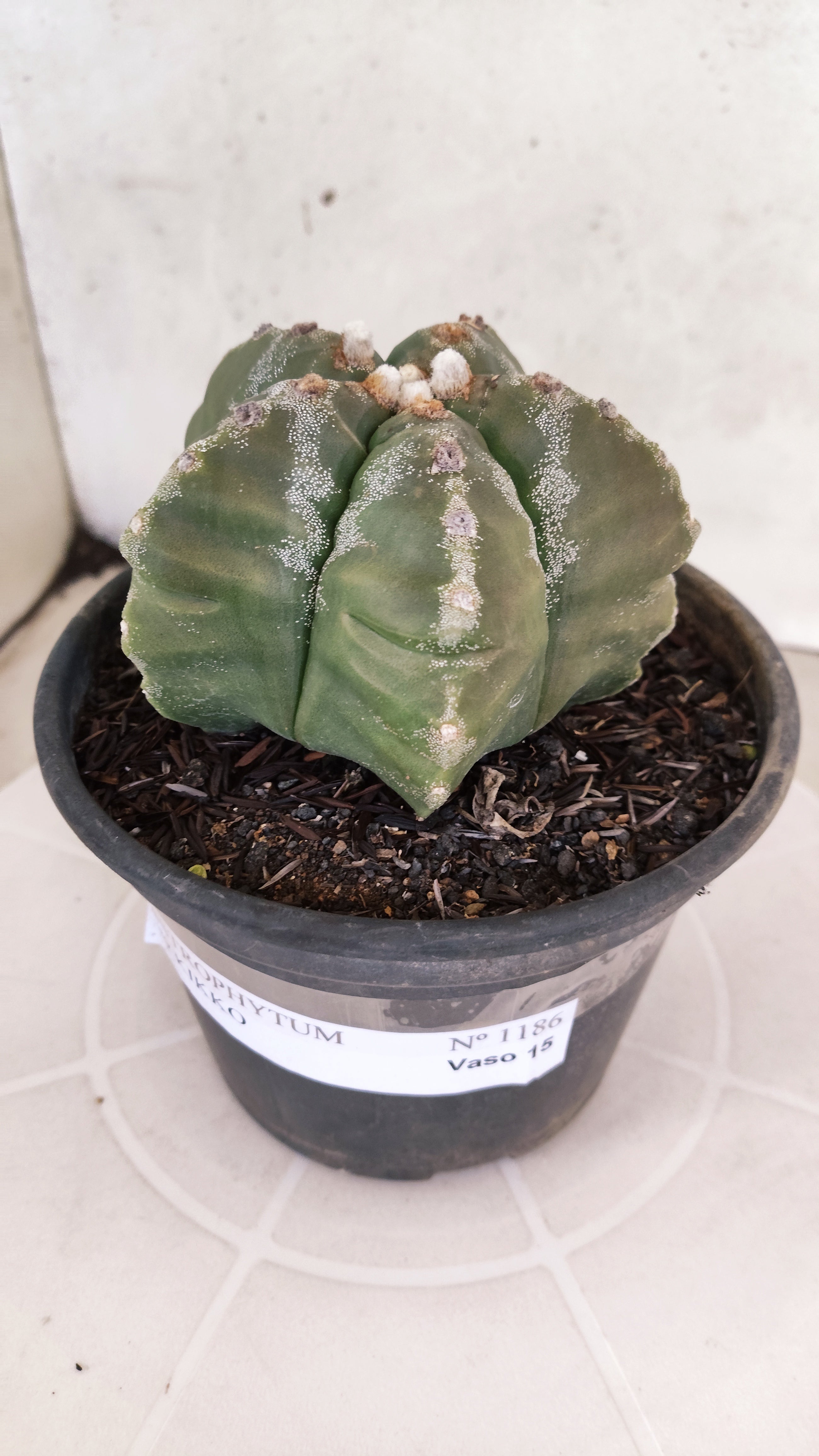 MATRIZ ASTROPHYTUM cv KIKKO  Nº 1186 – vaso 15