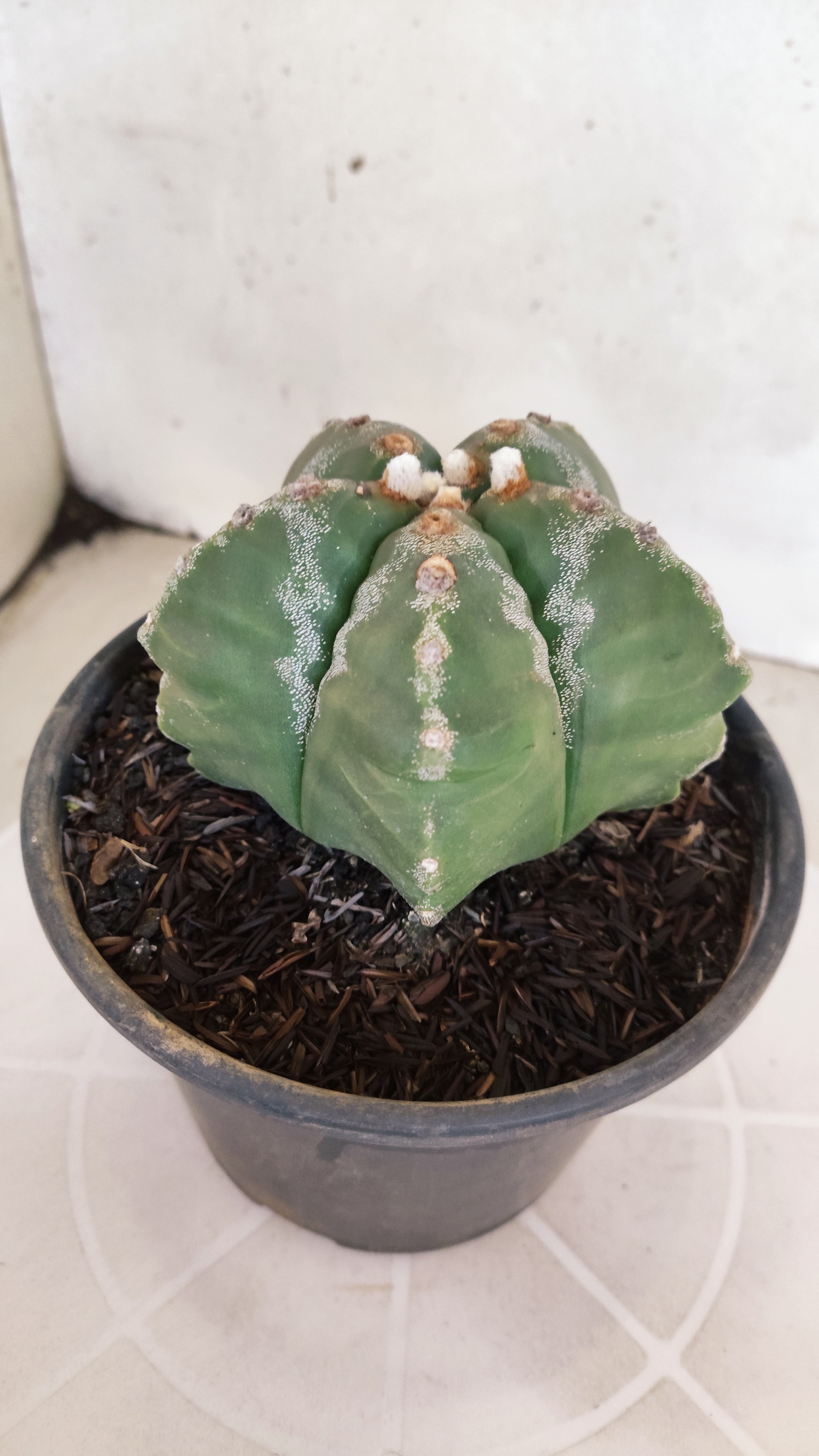 MATRIZ ASTROPHYTUM cv KIKKO  Nº 1186 – vaso 15