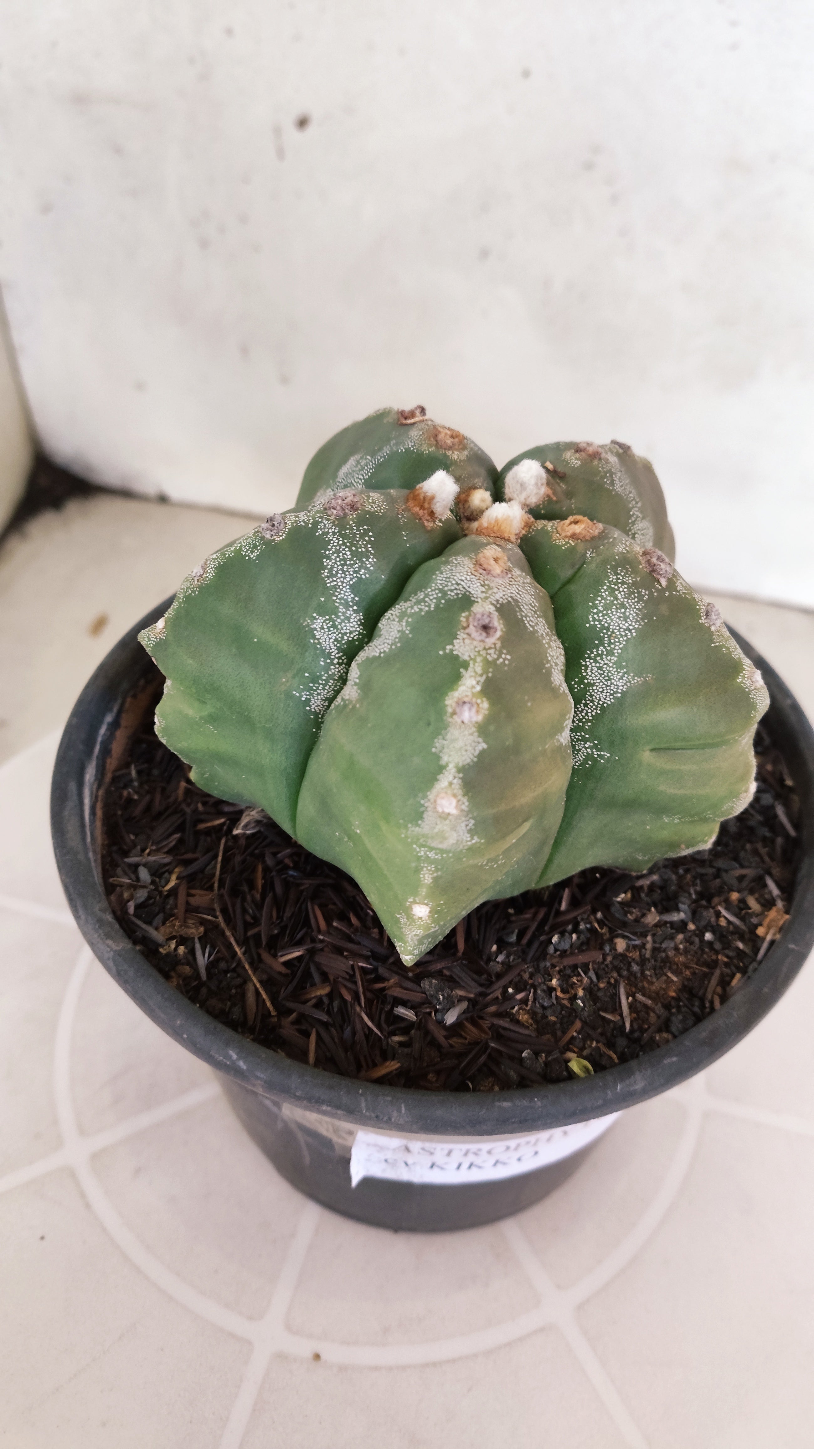 MATRIZ ASTROPHYTUM cv KIKKO  Nº 1186 – vaso 15