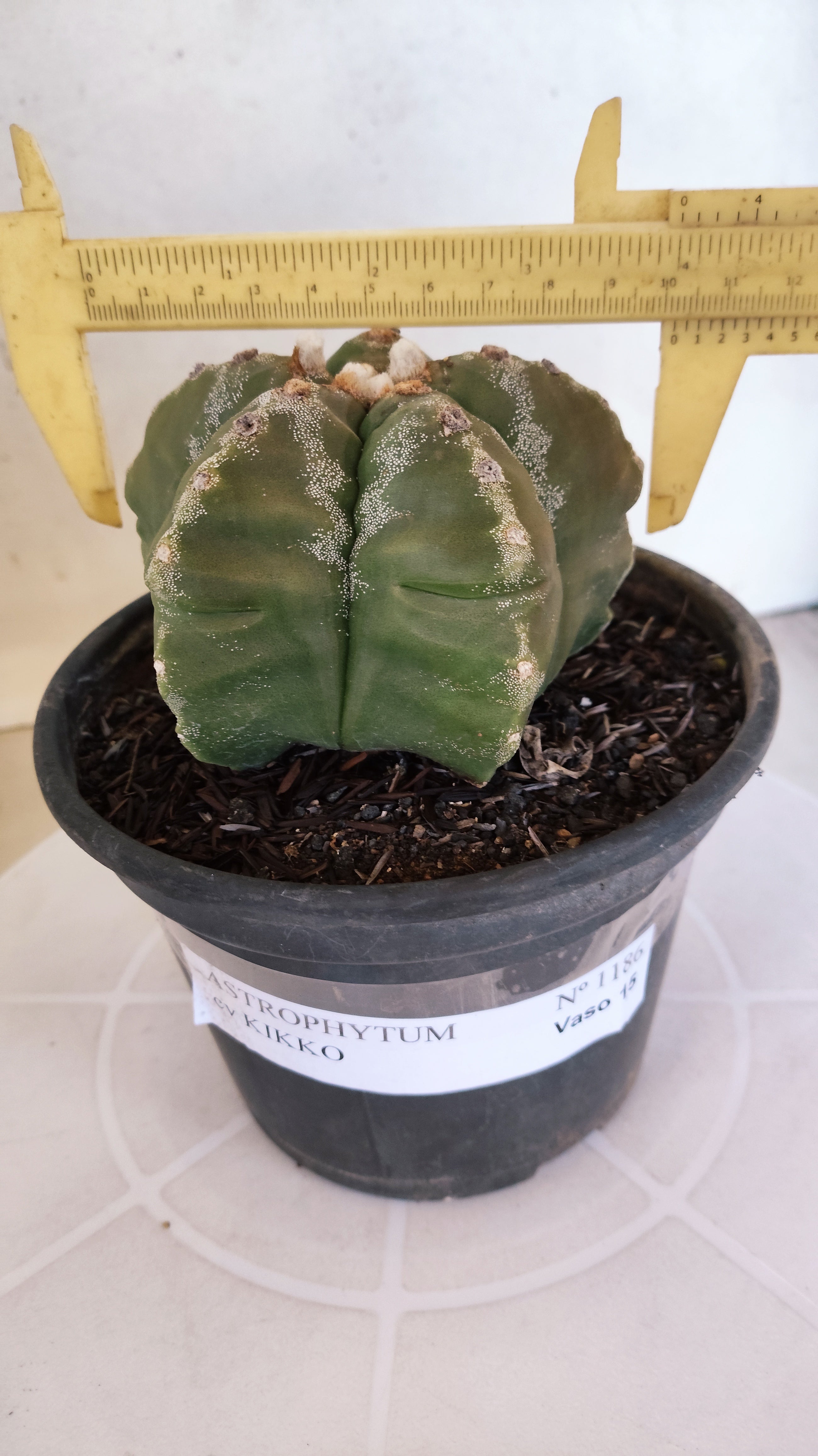 MATRIZ ASTROPHYTUM cv KIKKO  Nº 1186 – vaso 15