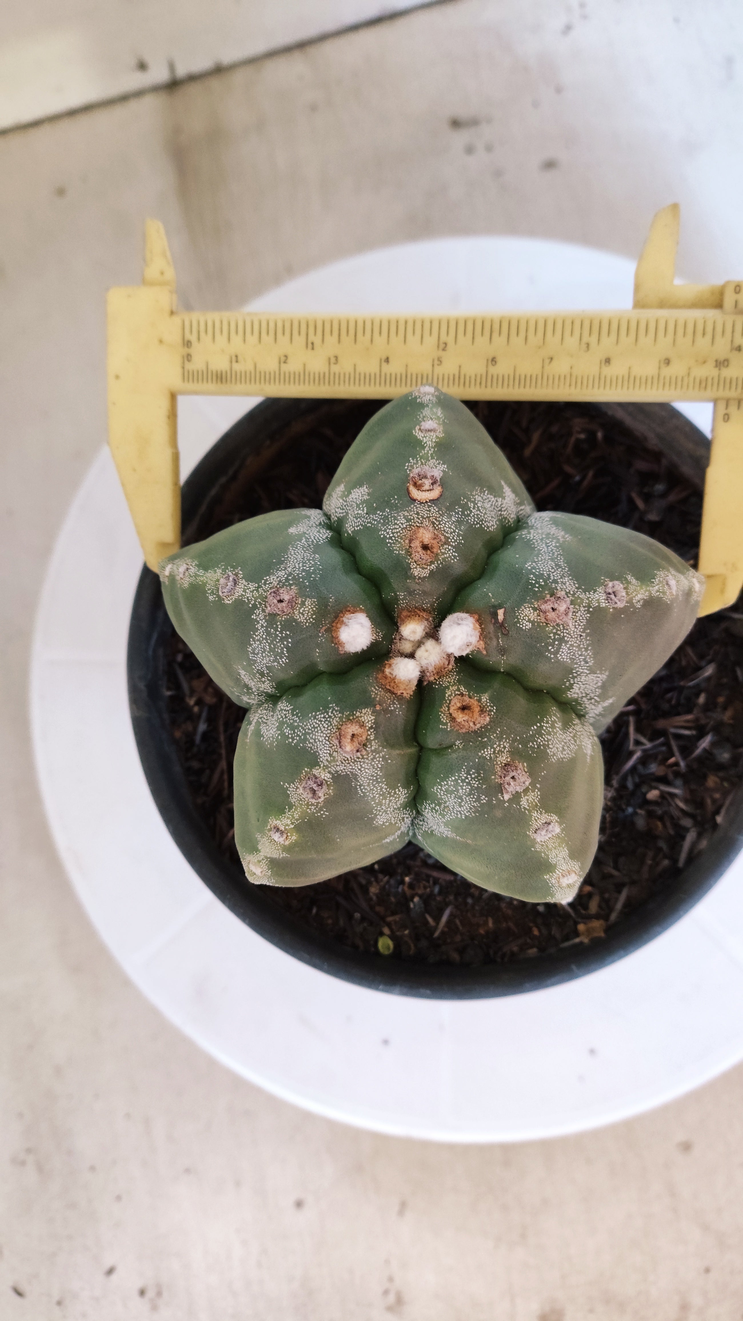 MATRIZ ASTROPHYTUM cv KIKKO  Nº 1186 – vaso 15