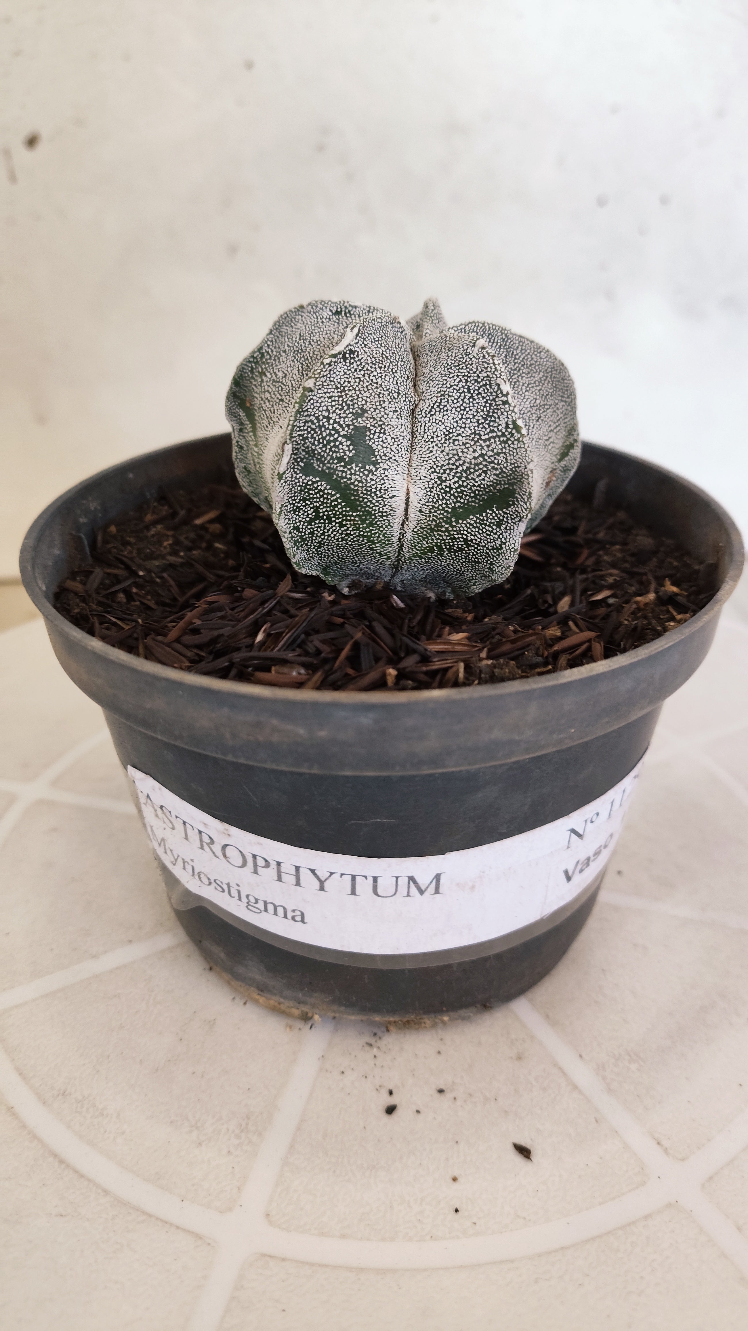 ASTROPHYTUM MYRIOSTIGMA Nº 1129 – vaso 11