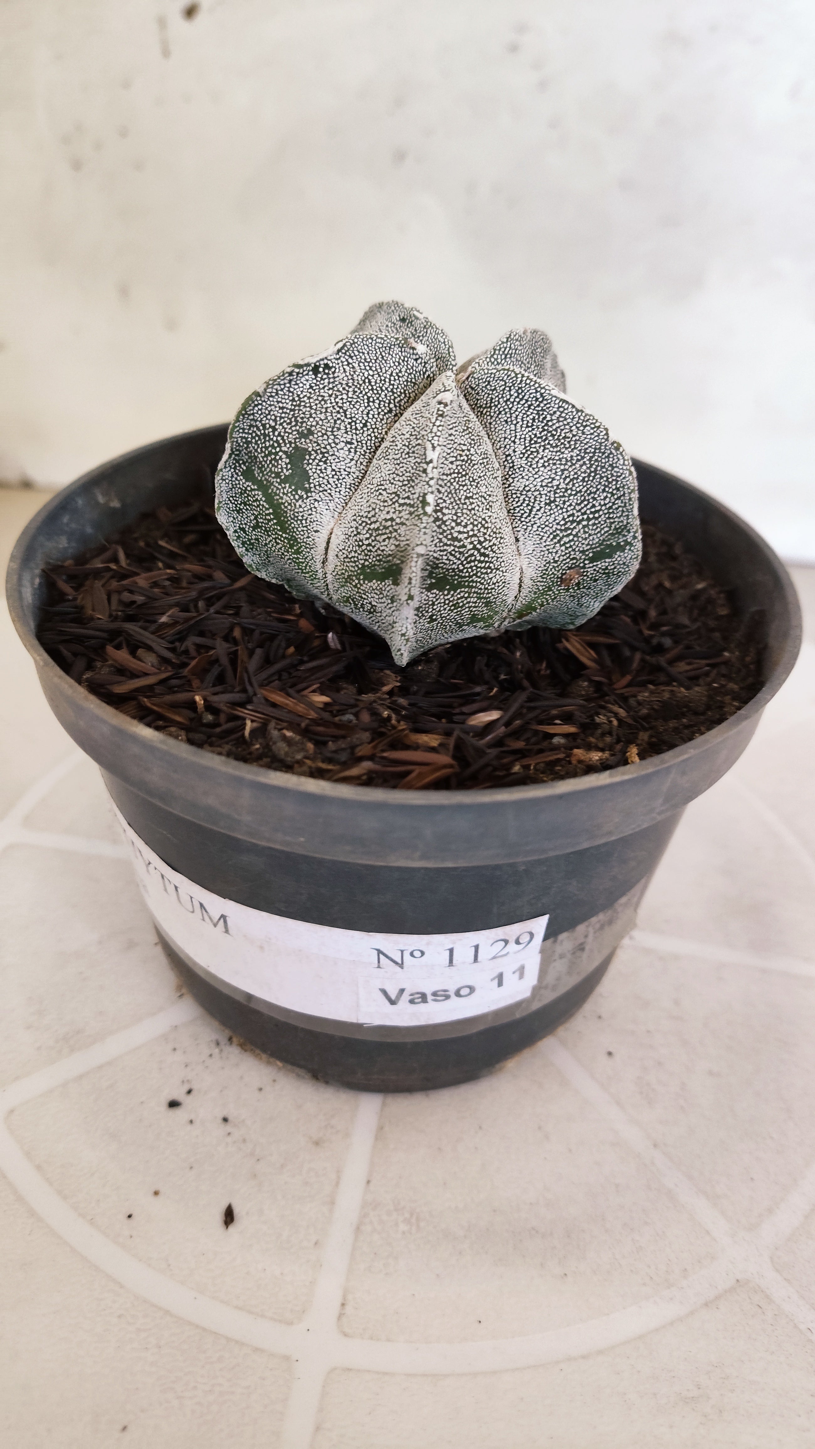 ASTROPHYTUM MYRIOSTIGMA Nº 1129 – vaso 11