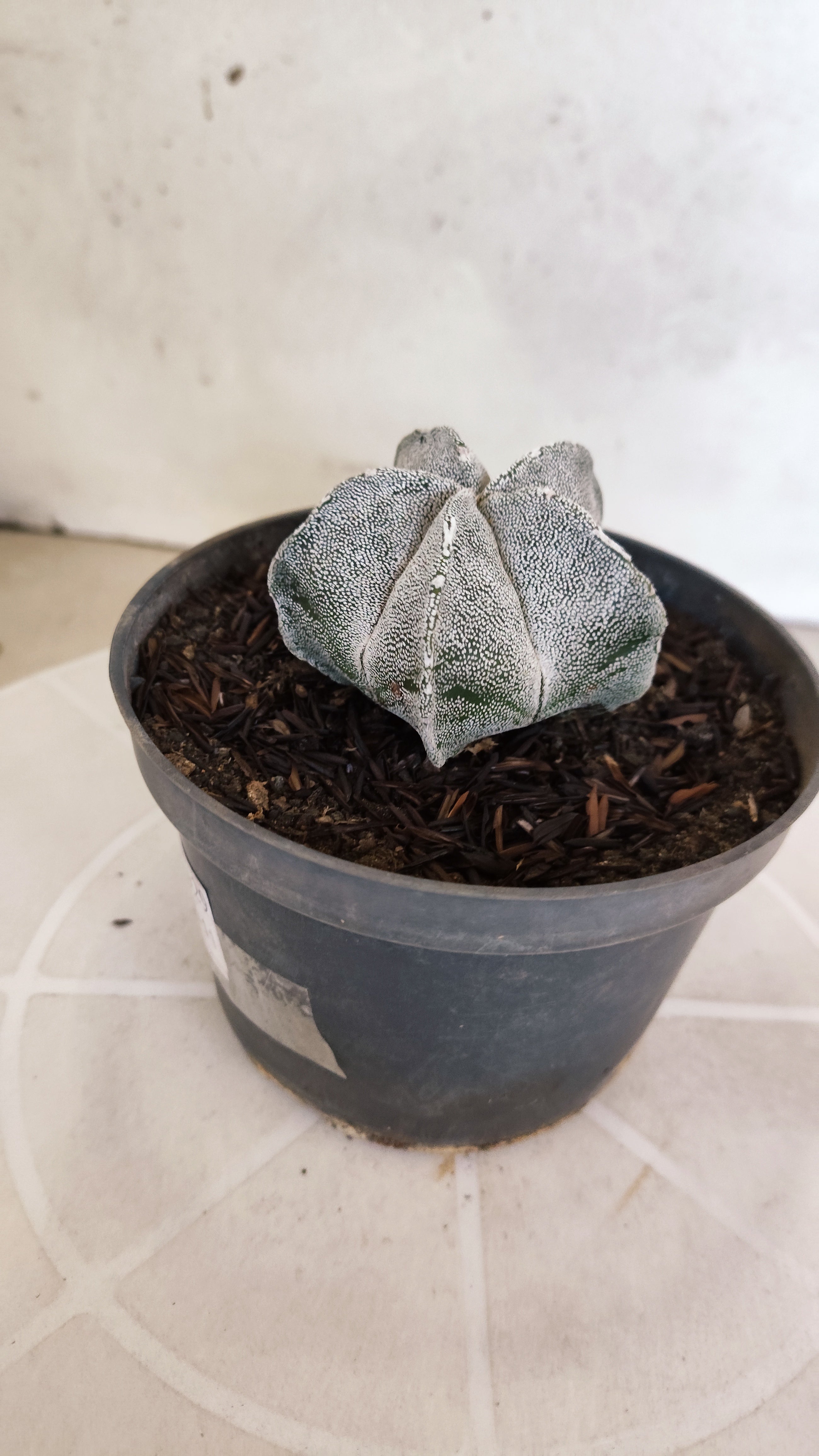ASTROPHYTUM MYRIOSTIGMA Nº 1129 – vaso 11