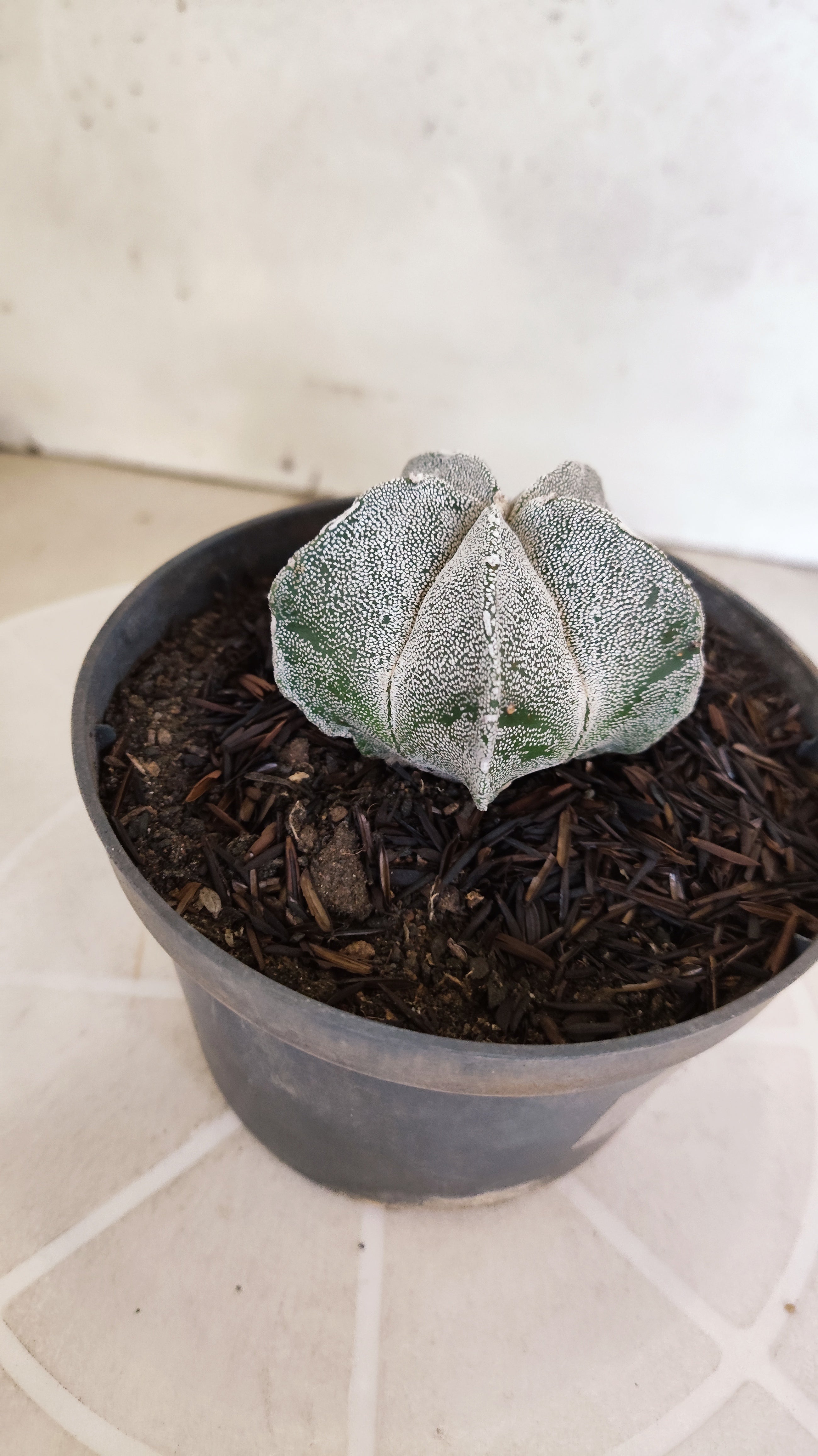 ASTROPHYTUM MYRIOSTIGMA Nº 1129 – vaso 11