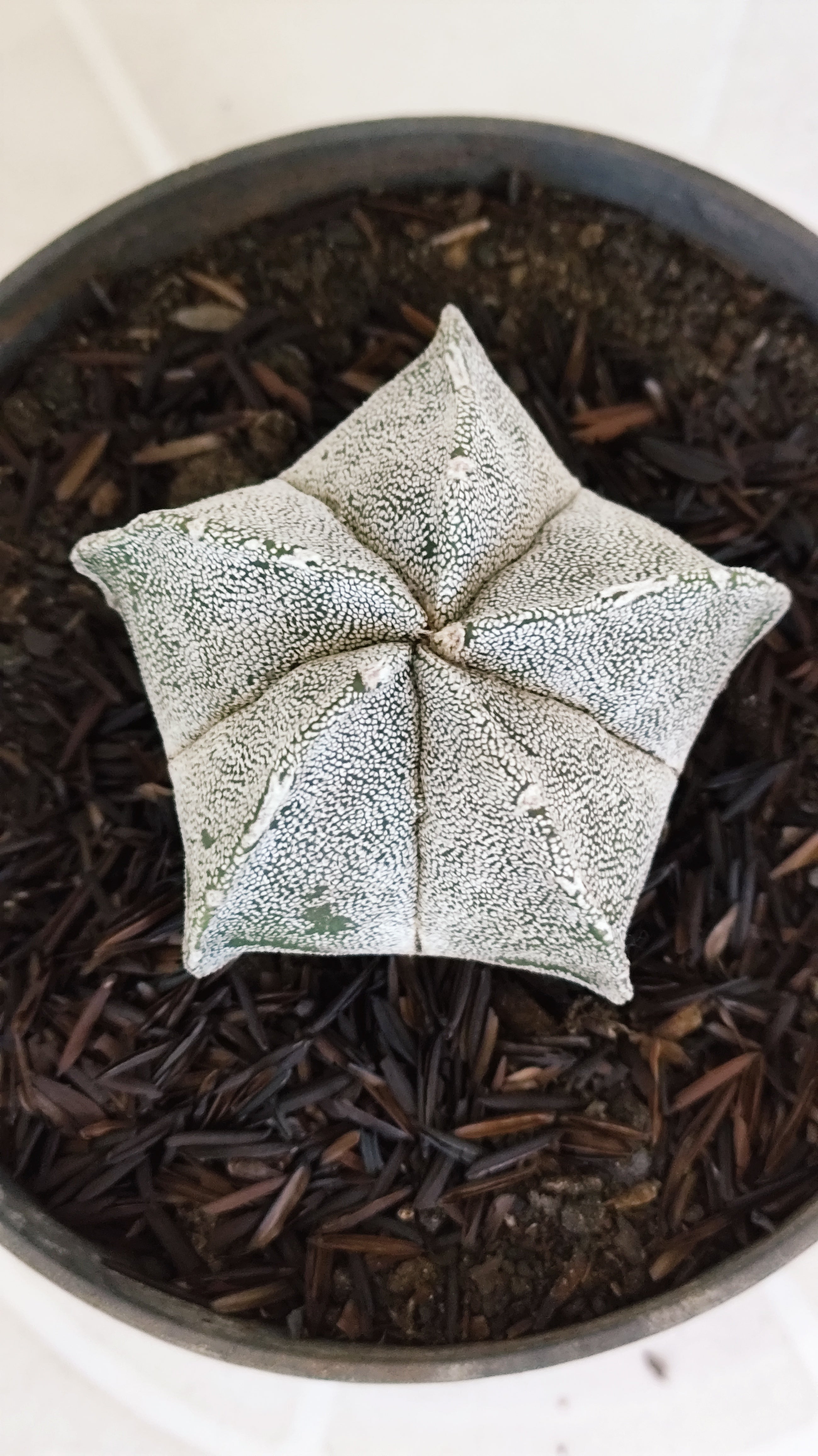 ASTROPHYTUM MYRIOSTIGMA Nº 1129 – vaso 11