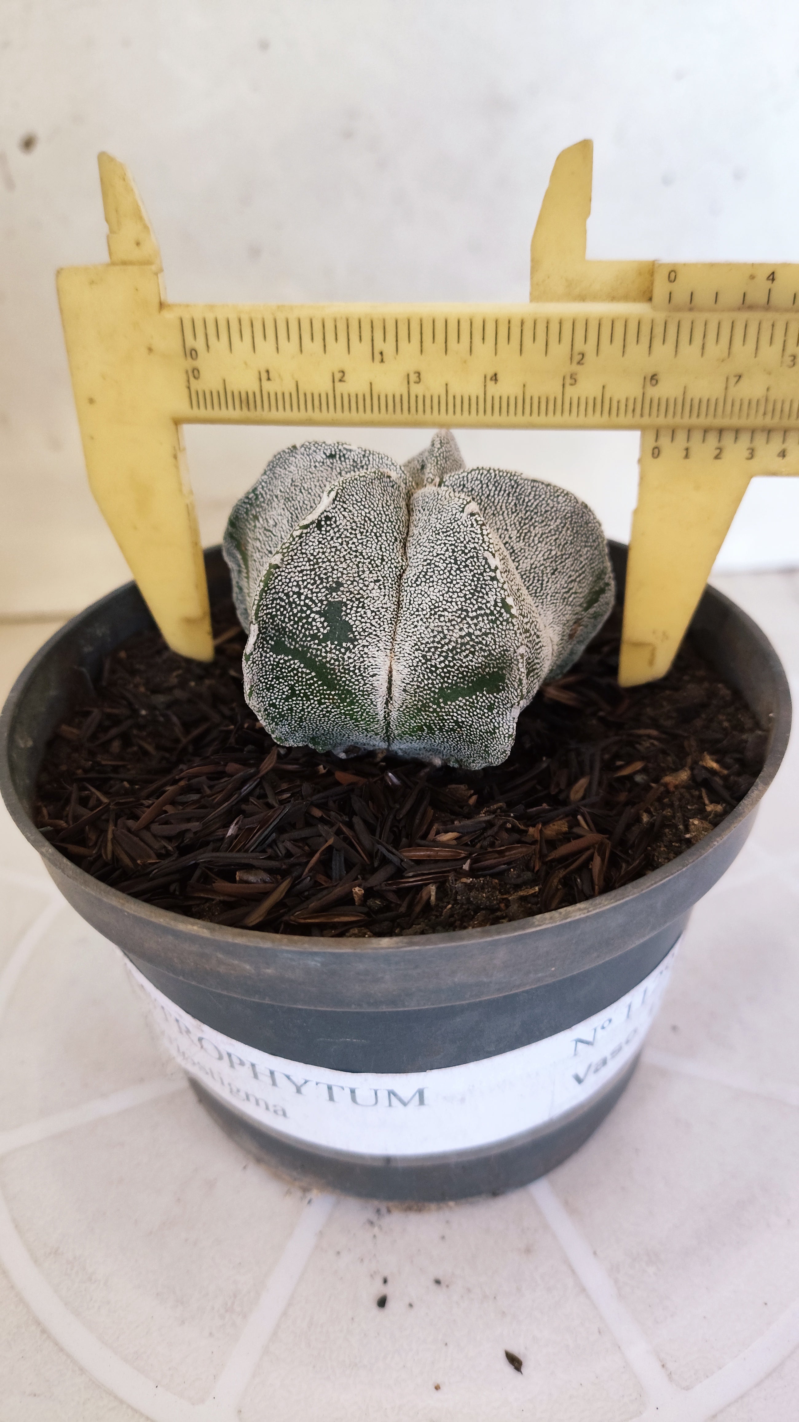 ASTROPHYTUM MYRIOSTIGMA Nº 1129 – vaso 11