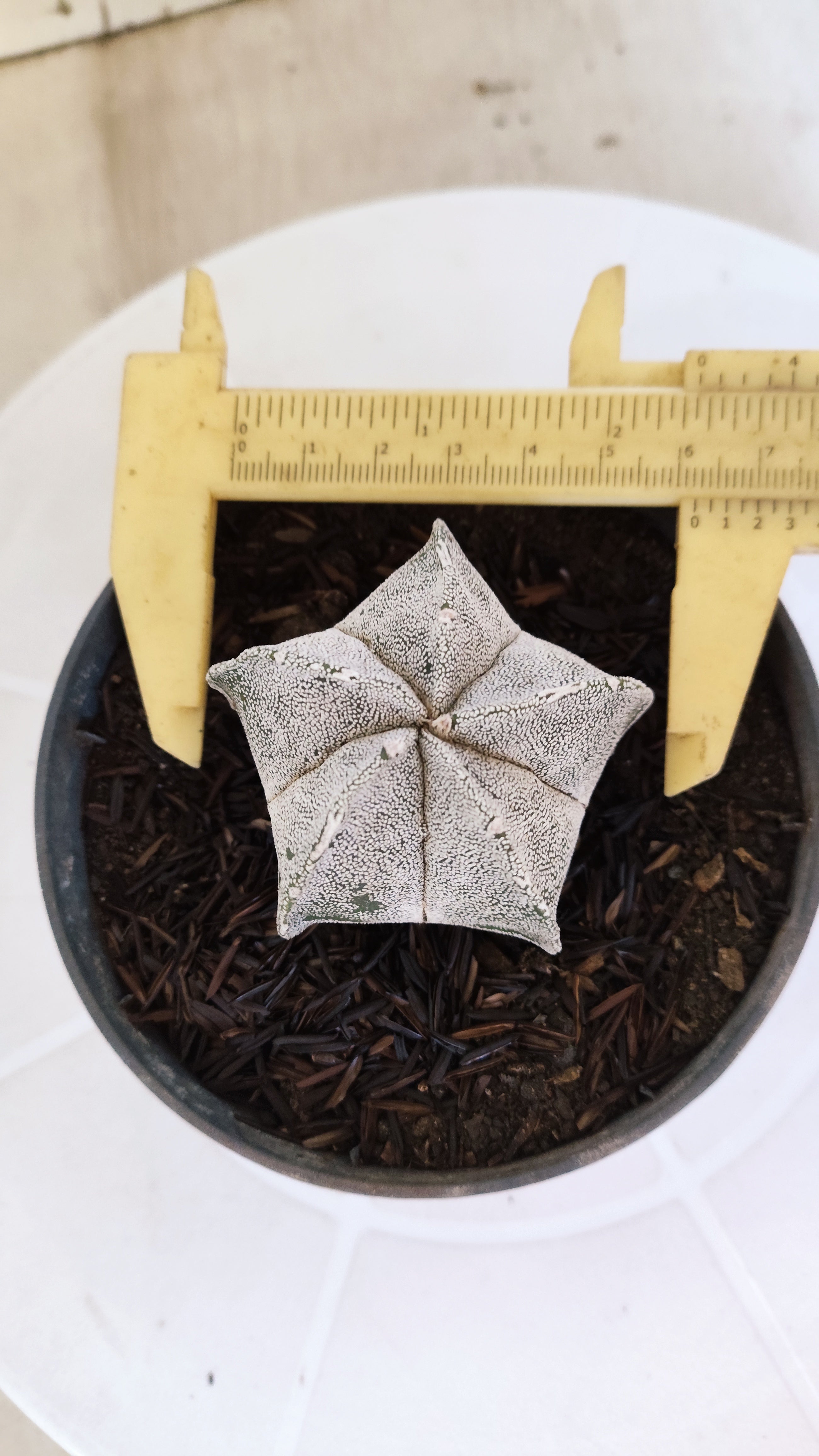 ASTROPHYTUM MYRIOSTIGMA Nº 1129 – vaso 11