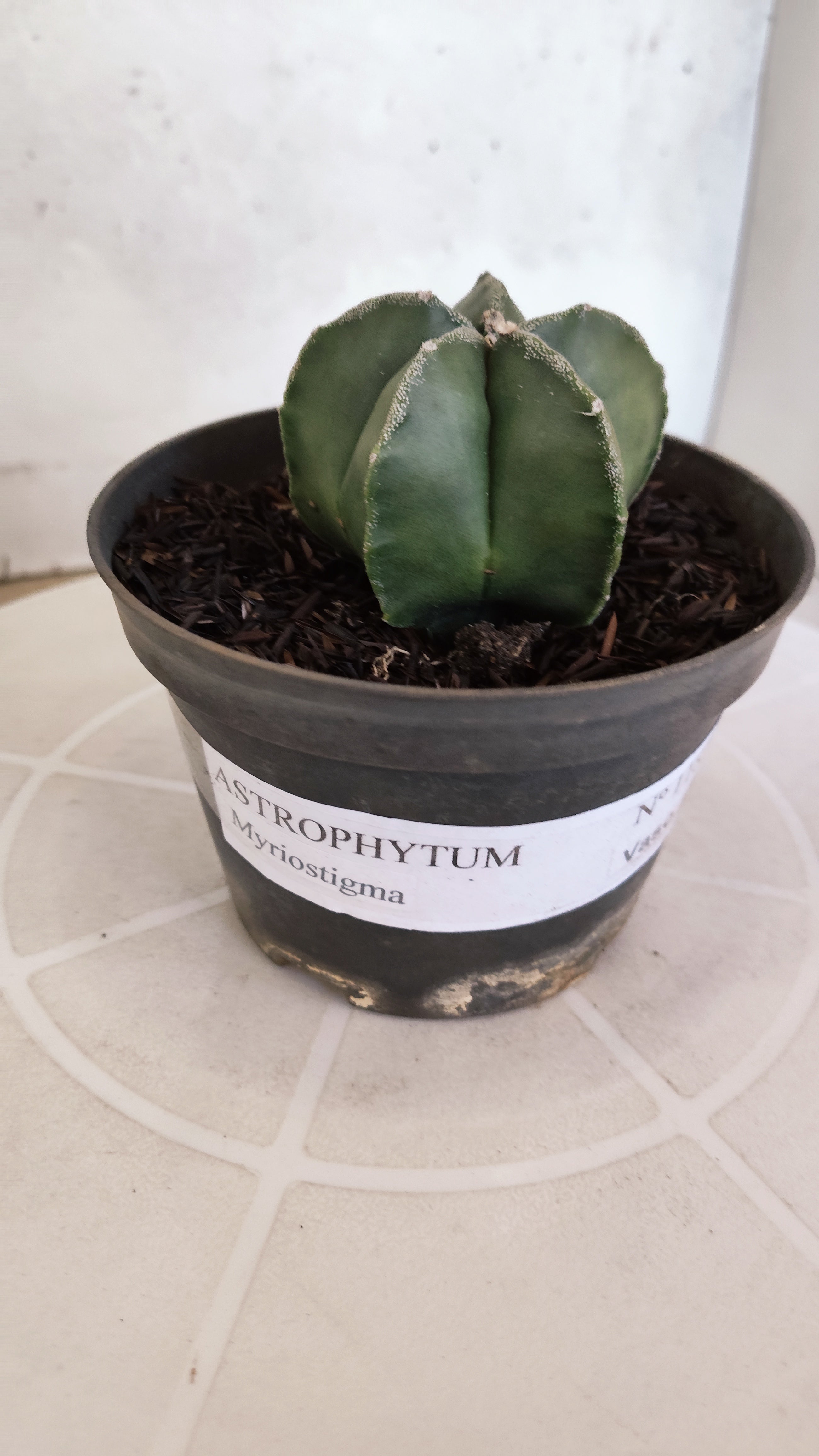 ASTROPHYTUM MYRIOSTIGMA Nº 1187 – vaso 11