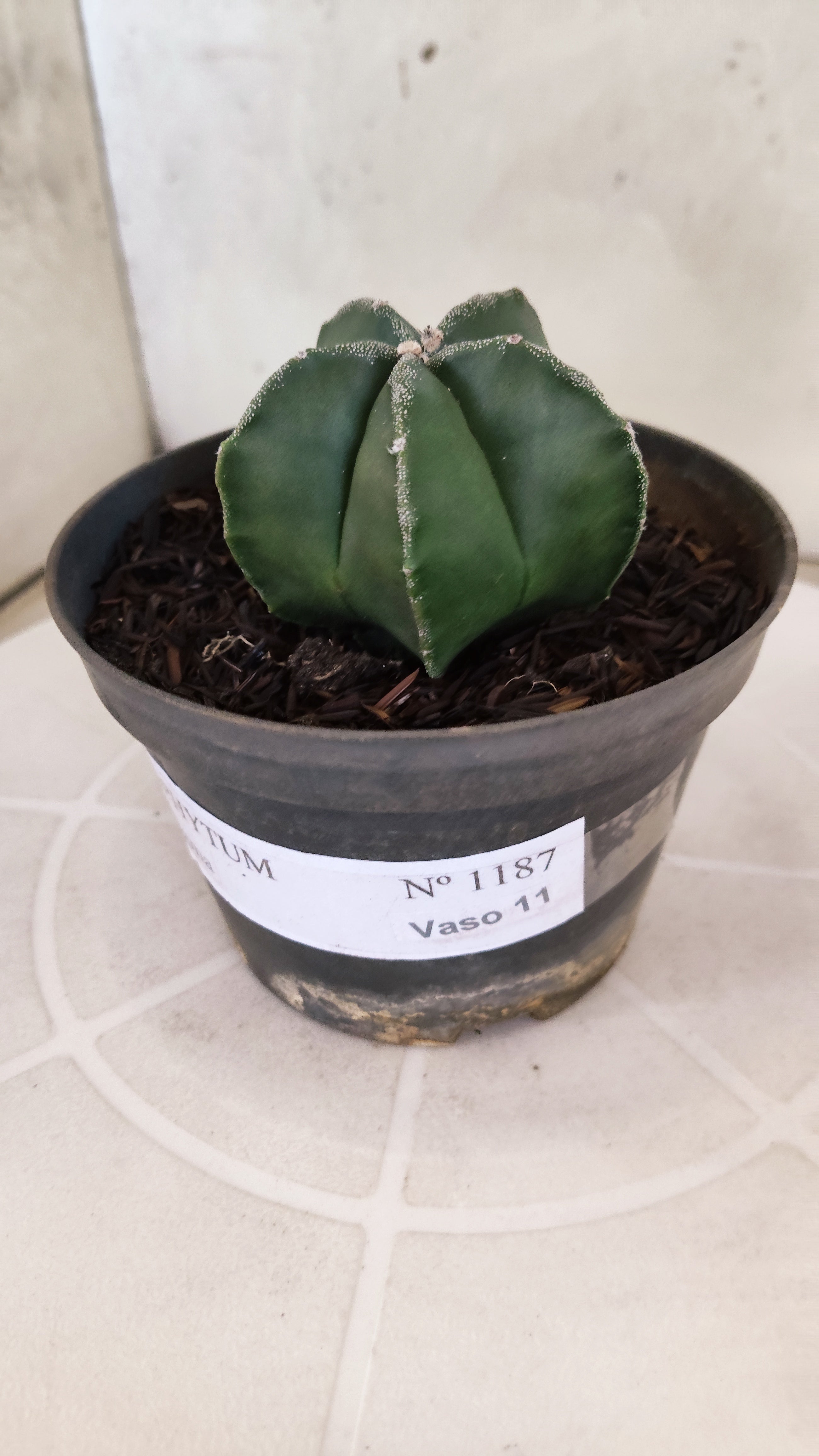 ASTROPHYTUM MYRIOSTIGMA Nº 1187 – vaso 11