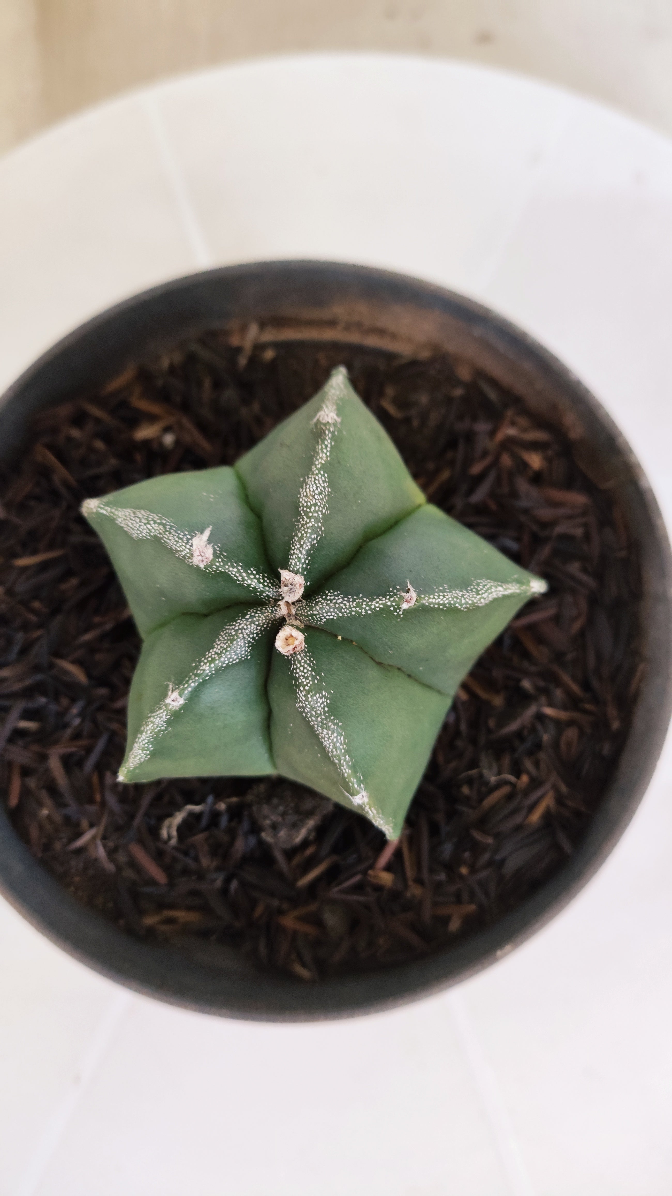 ASTROPHYTUM MYRIOSTIGMA Nº 1187 – vaso 11