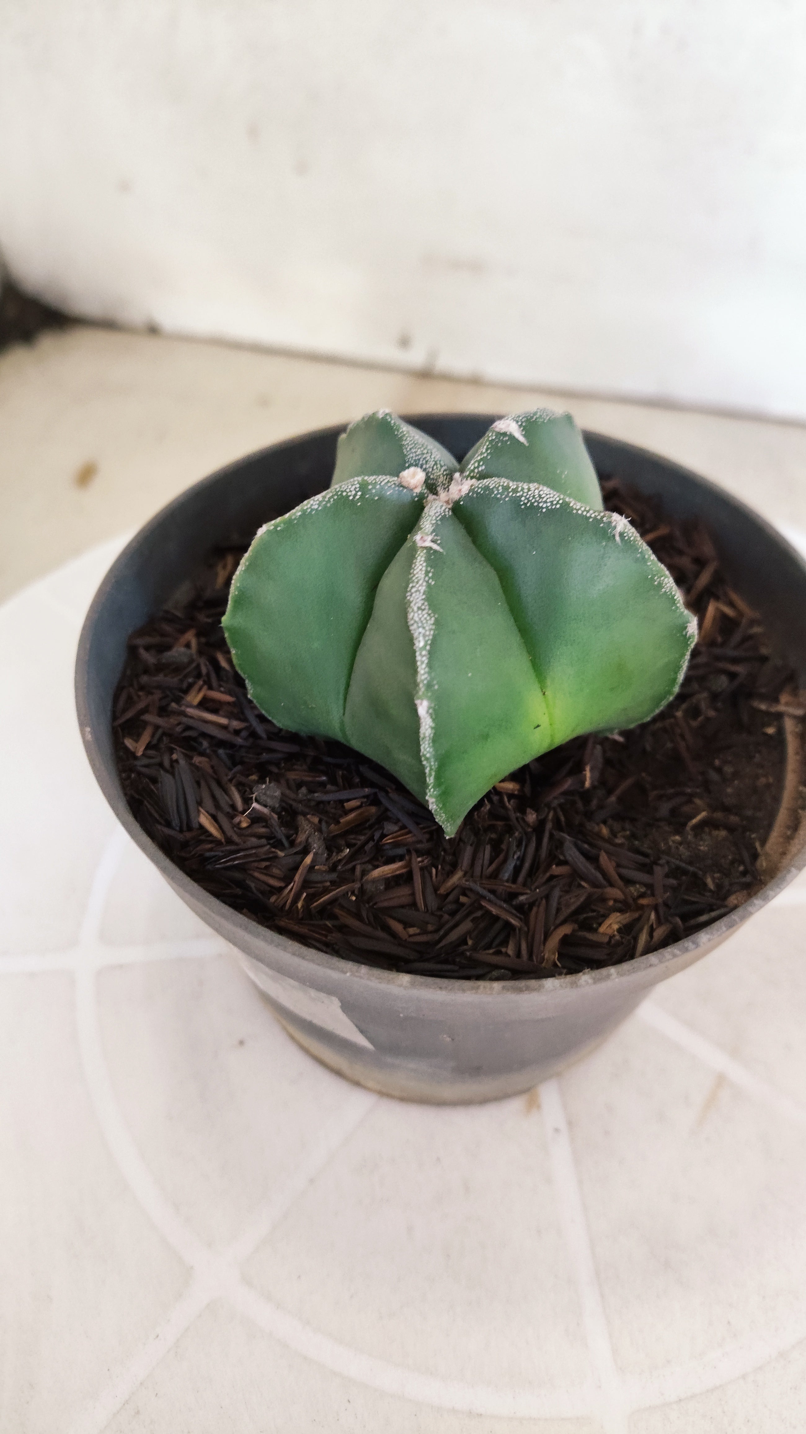 ASTROPHYTUM MYRIOSTIGMA Nº 1187 – vaso 11