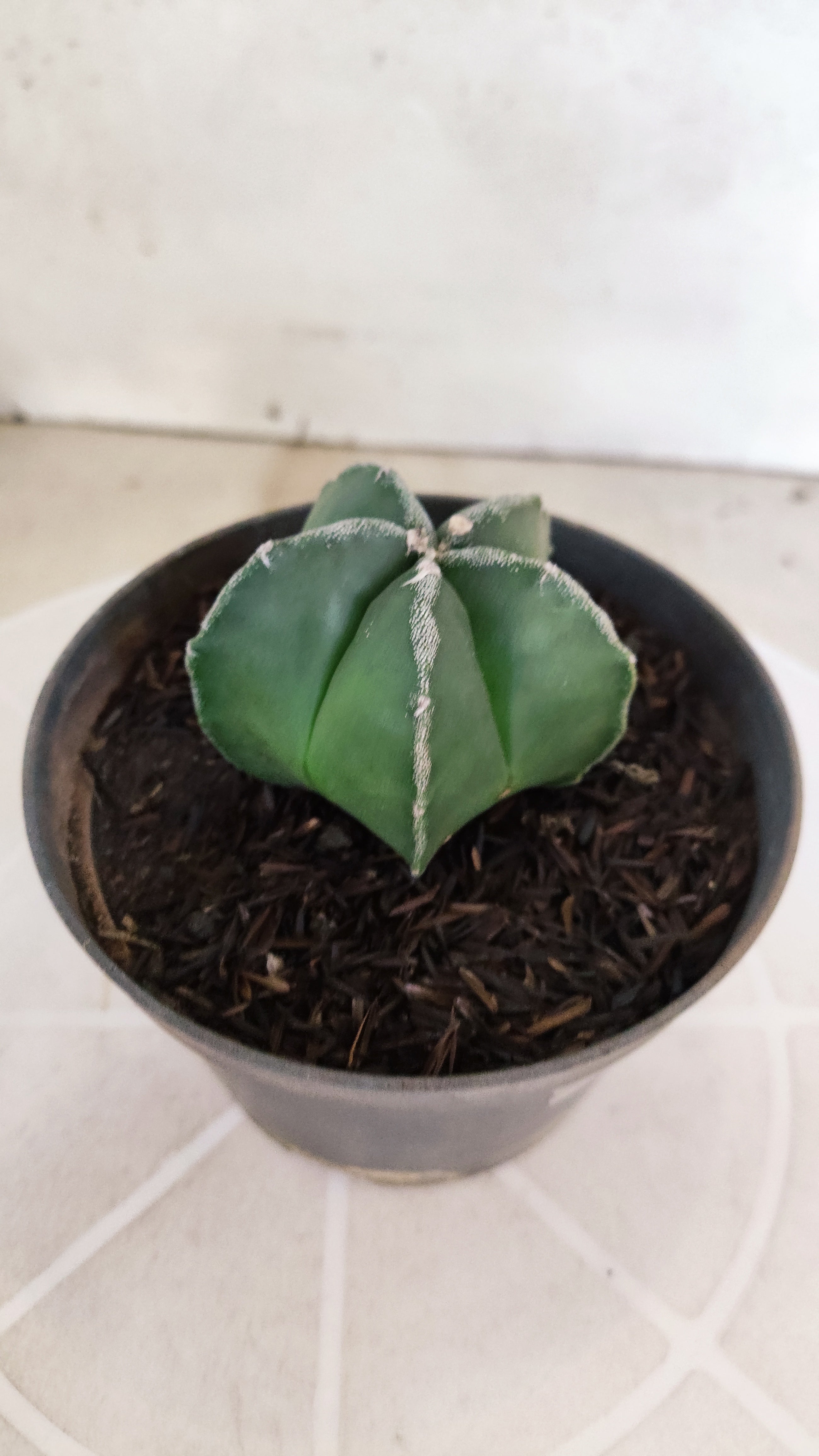 ASTROPHYTUM MYRIOSTIGMA Nº 1187 – vaso 11