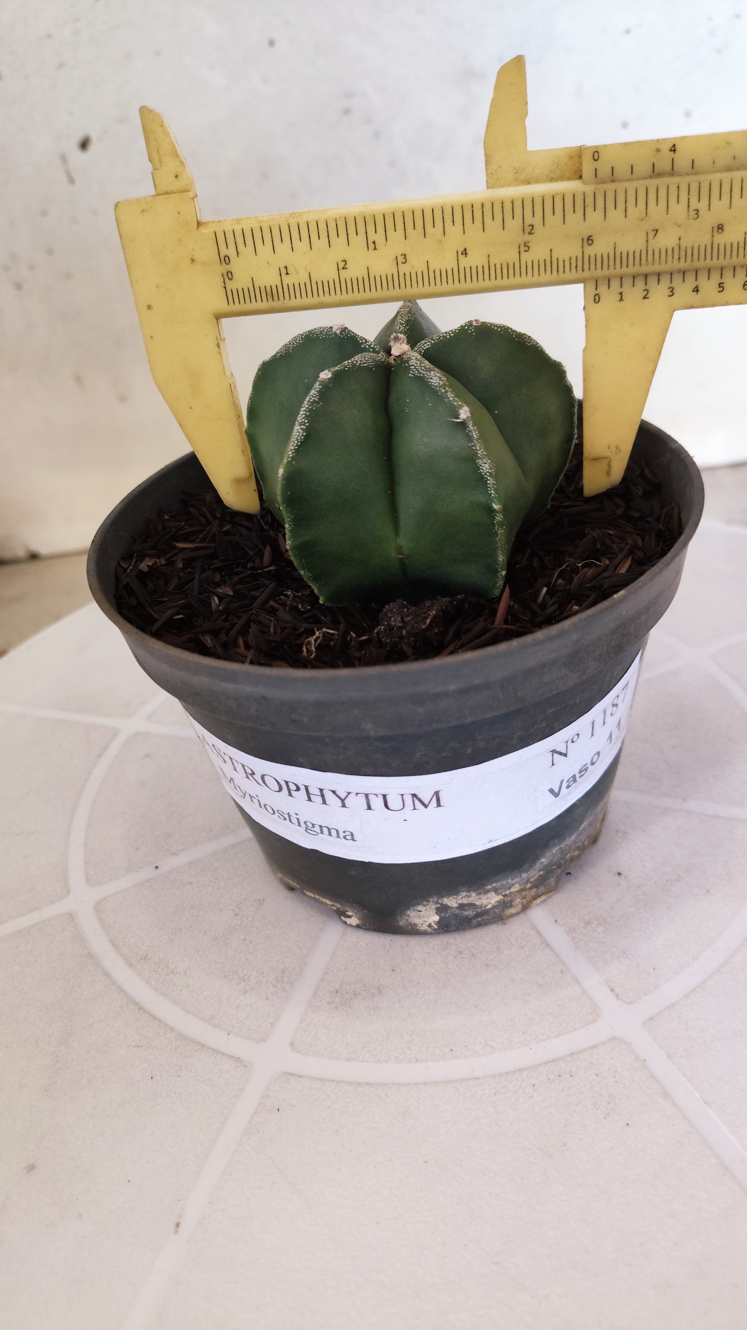 ASTROPHYTUM MYRIOSTIGMA Nº 1187 – vaso 11