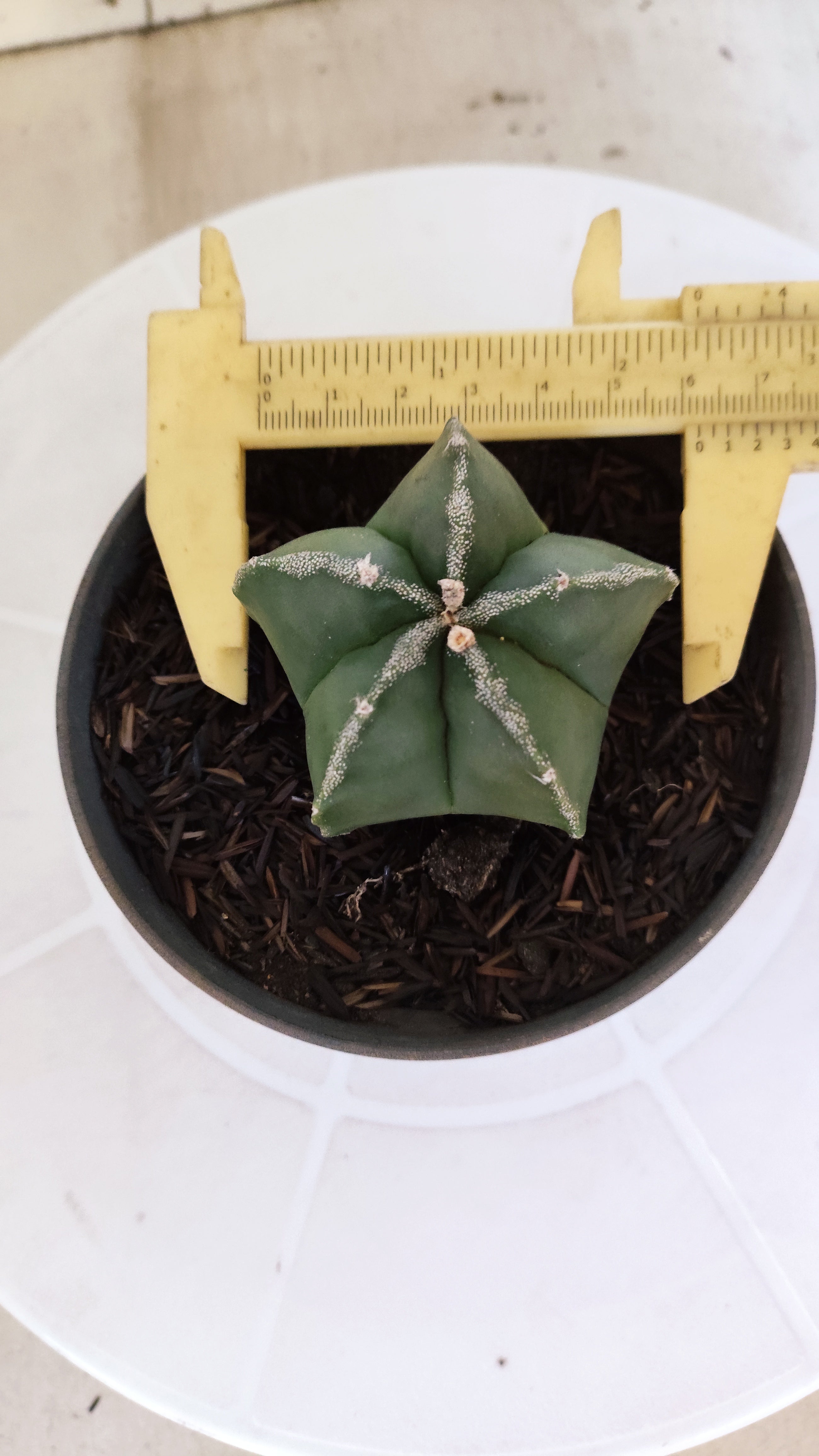 ASTROPHYTUM MYRIOSTIGMA Nº 1187 – vaso 11
