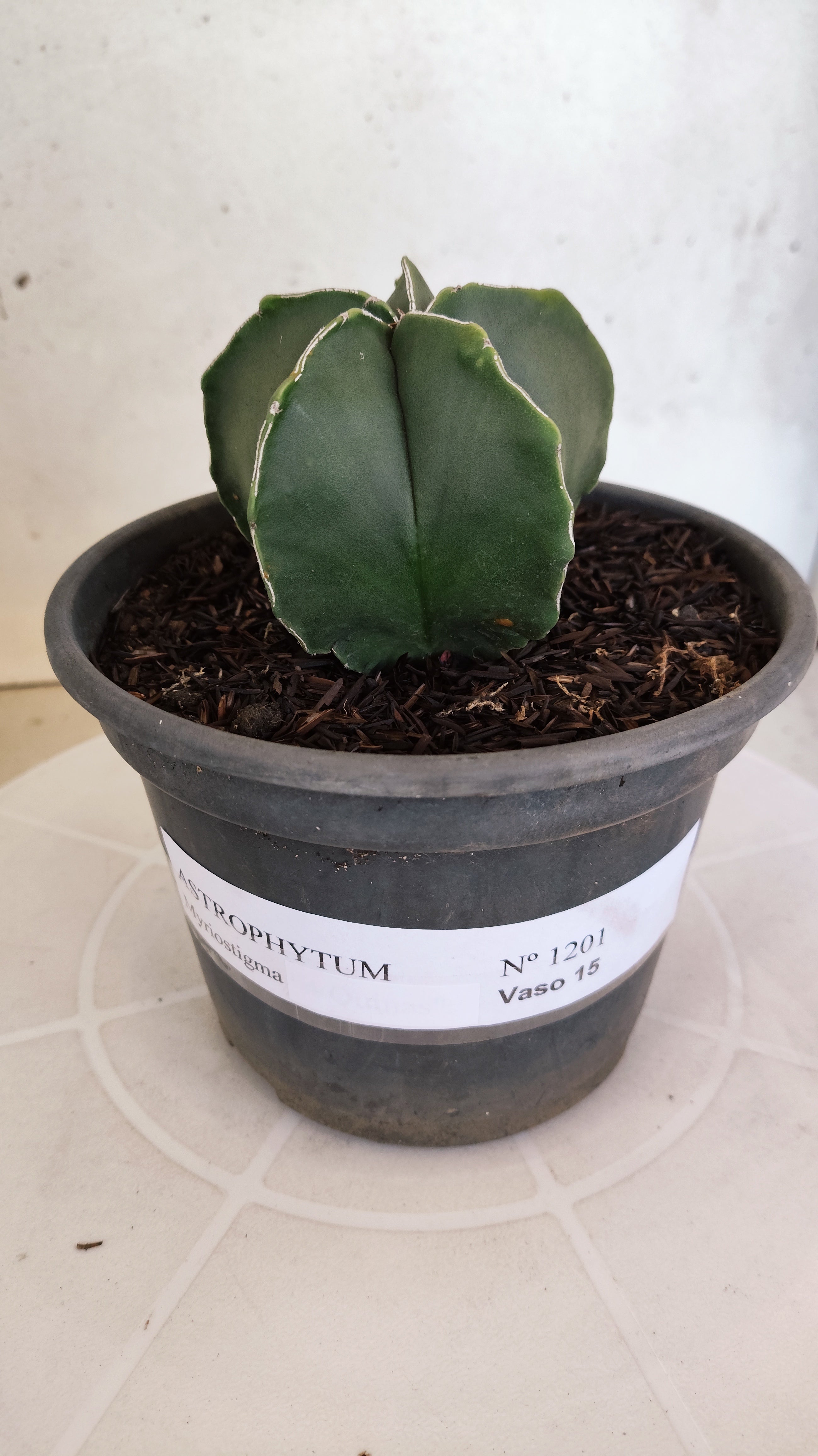 ASTROPHYTUM MYRIOSTIGMA Nº 1201 – vaso 15