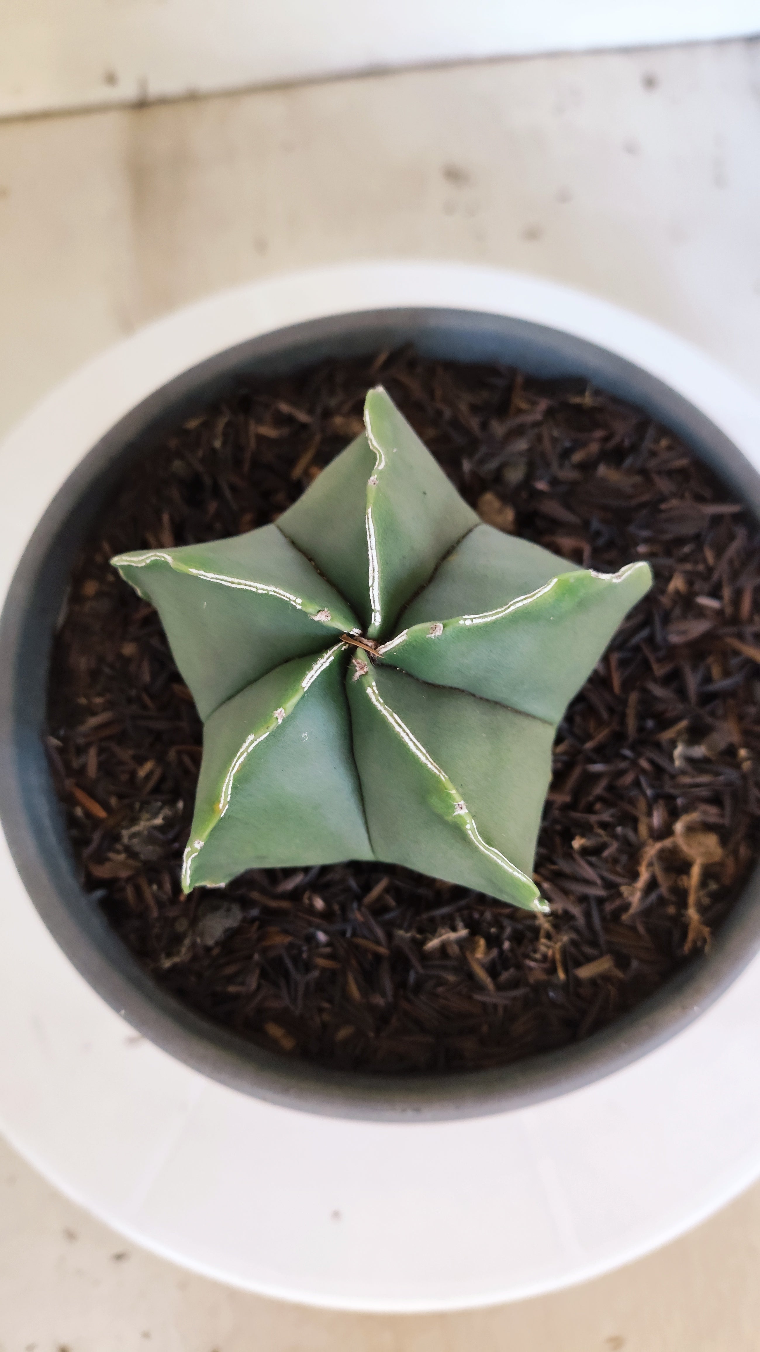 ASTROPHYTUM MYRIOSTIGMA Nº 1201 – vaso 15