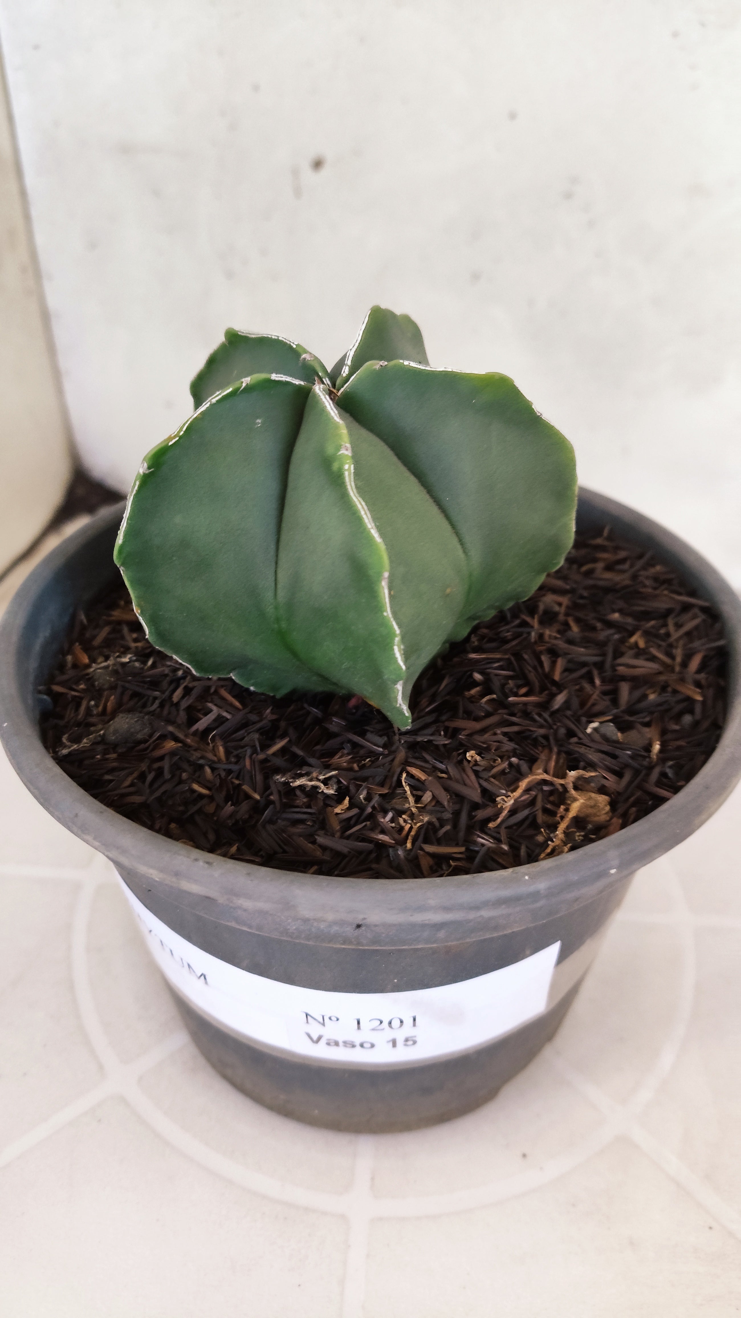 ASTROPHYTUM MYRIOSTIGMA Nº 1201 – vaso 15