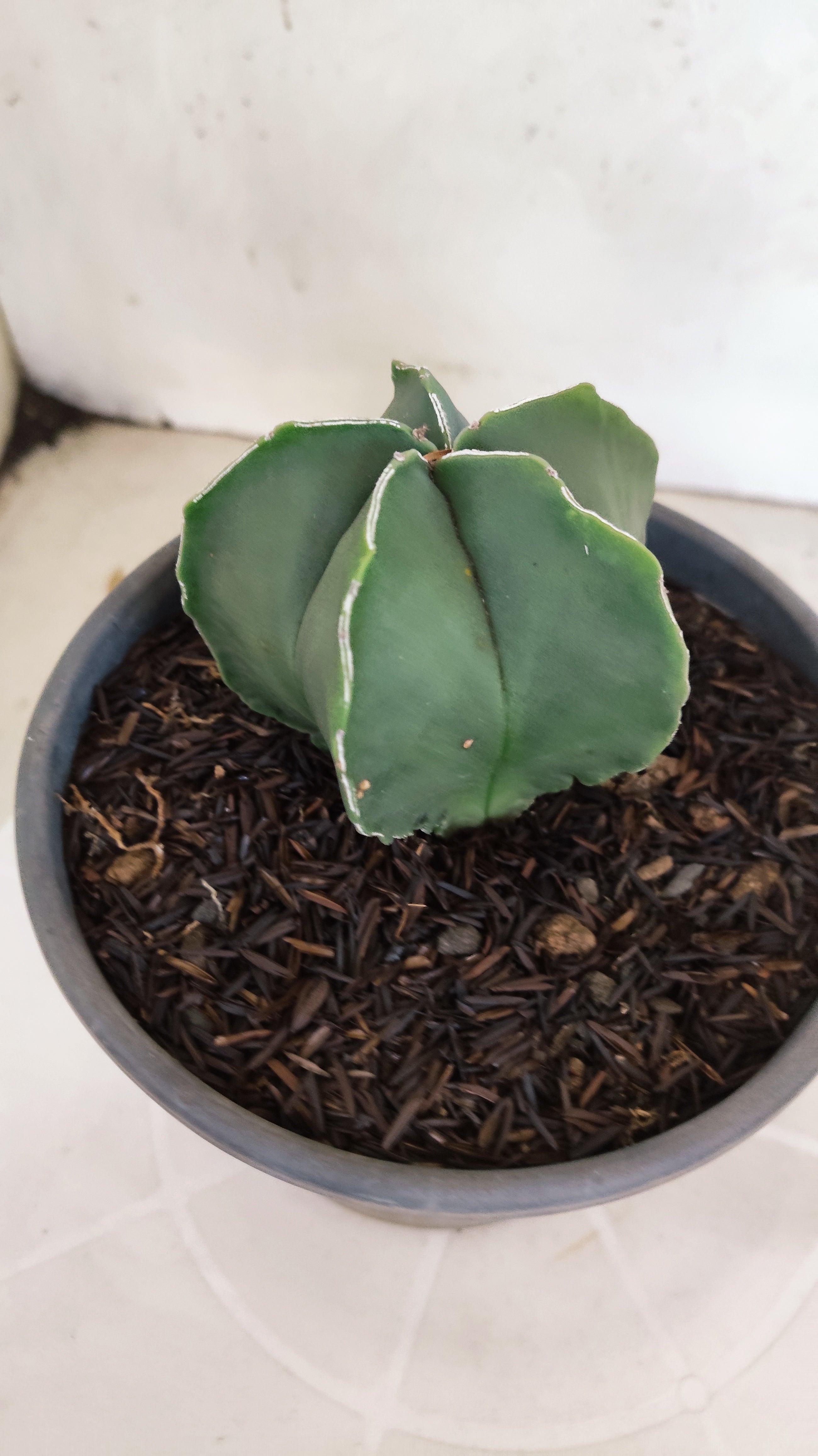 ASTROPHYTUM MYRIOSTIGMA Nº 1201 – vaso 15