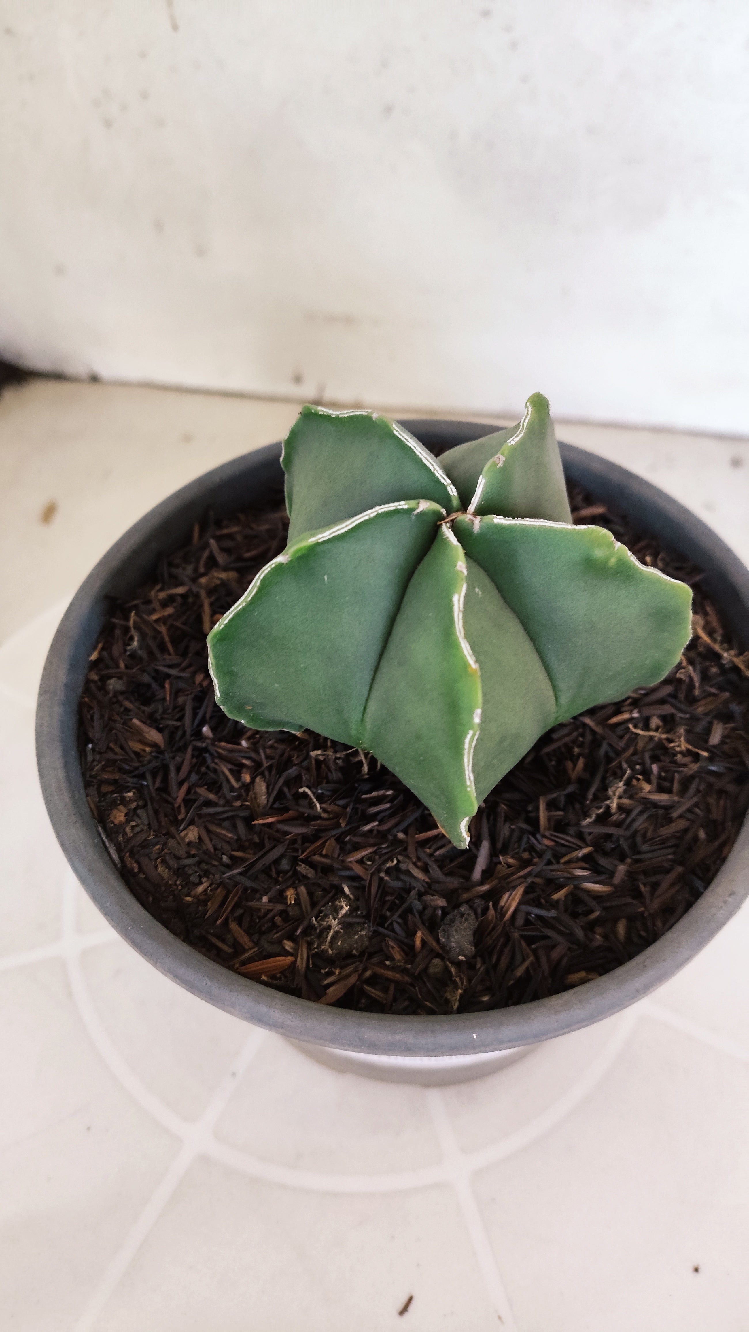 ASTROPHYTUM MYRIOSTIGMA Nº 1201 – vaso 15