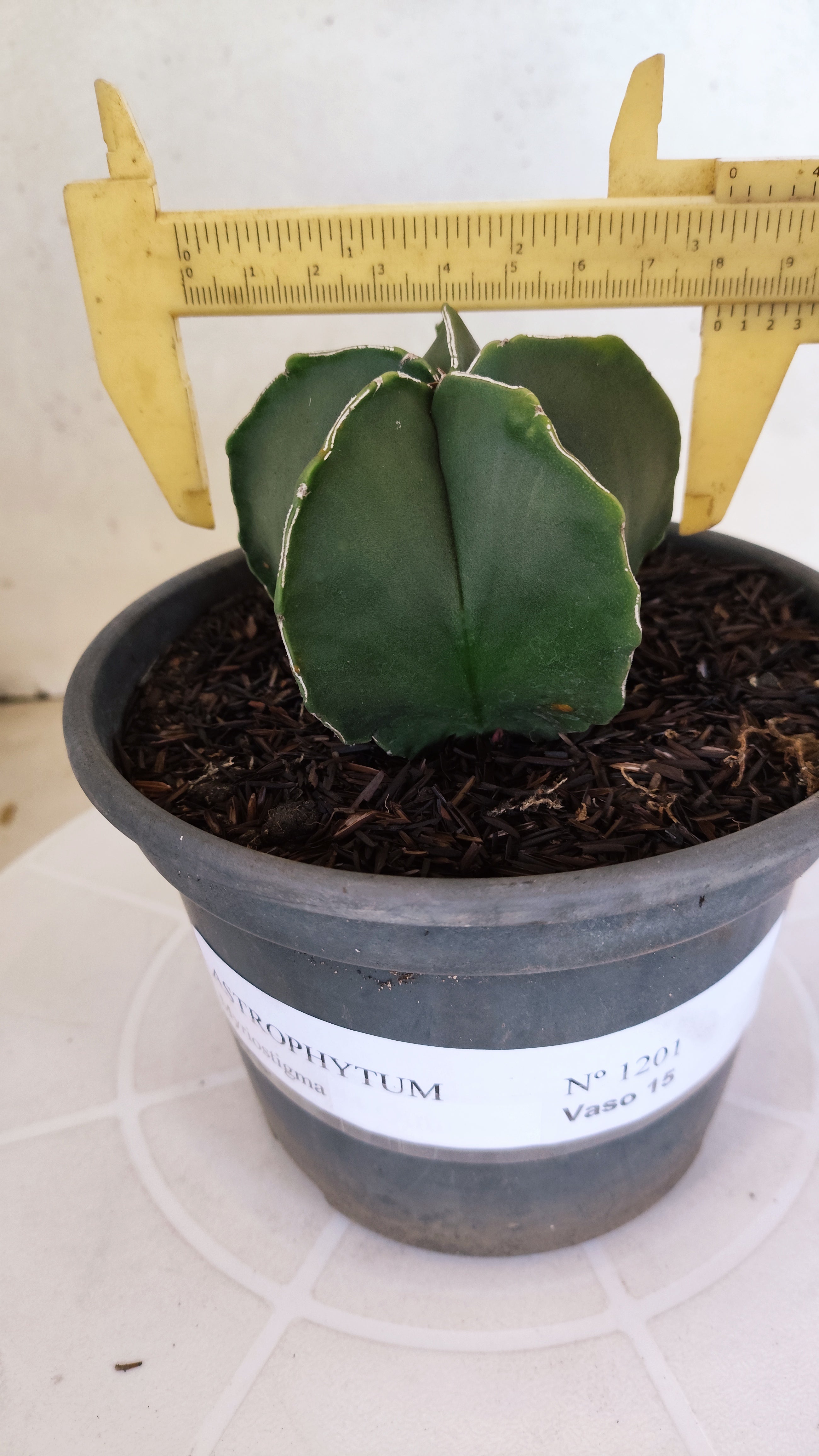 ASTROPHYTUM MYRIOSTIGMA Nº 1201 – vaso 15
