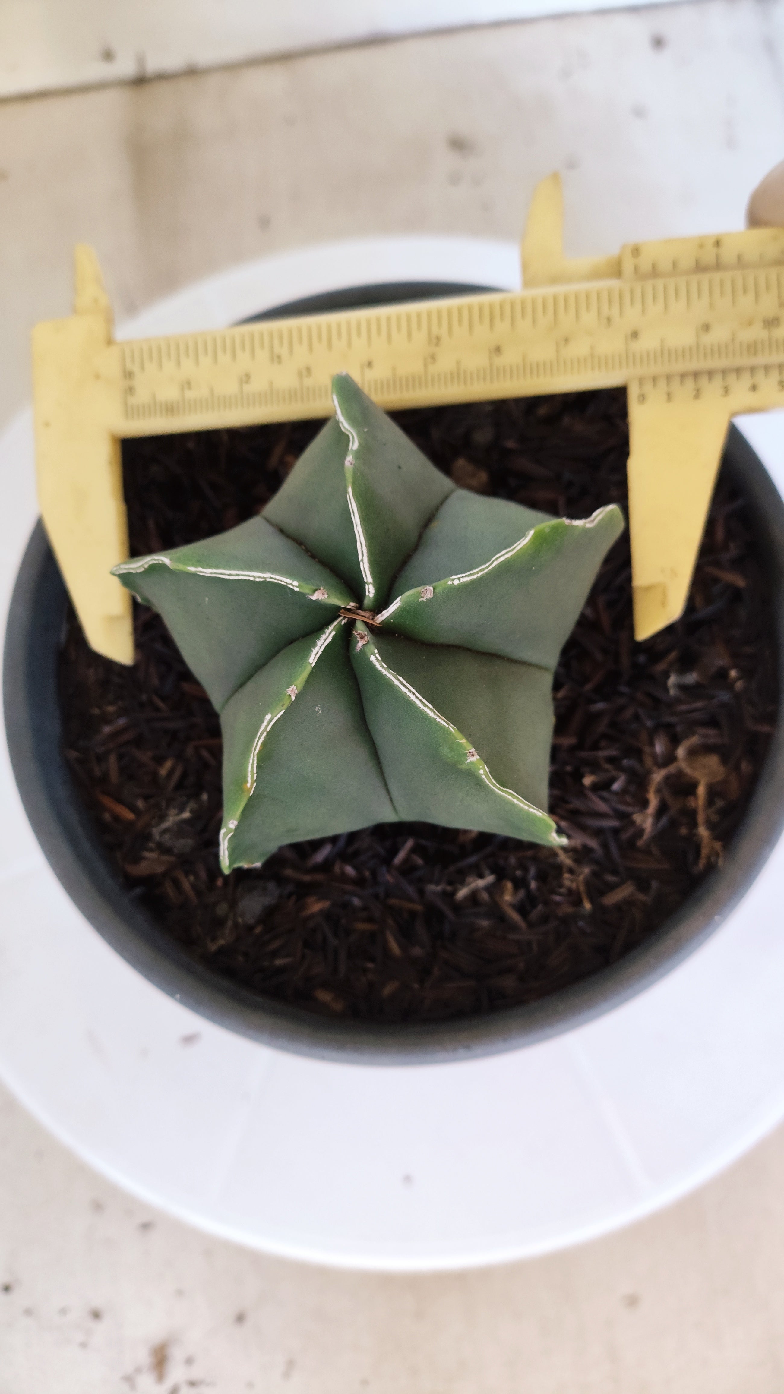 ASTROPHYTUM MYRIOSTIGMA Nº 1201 – vaso 15