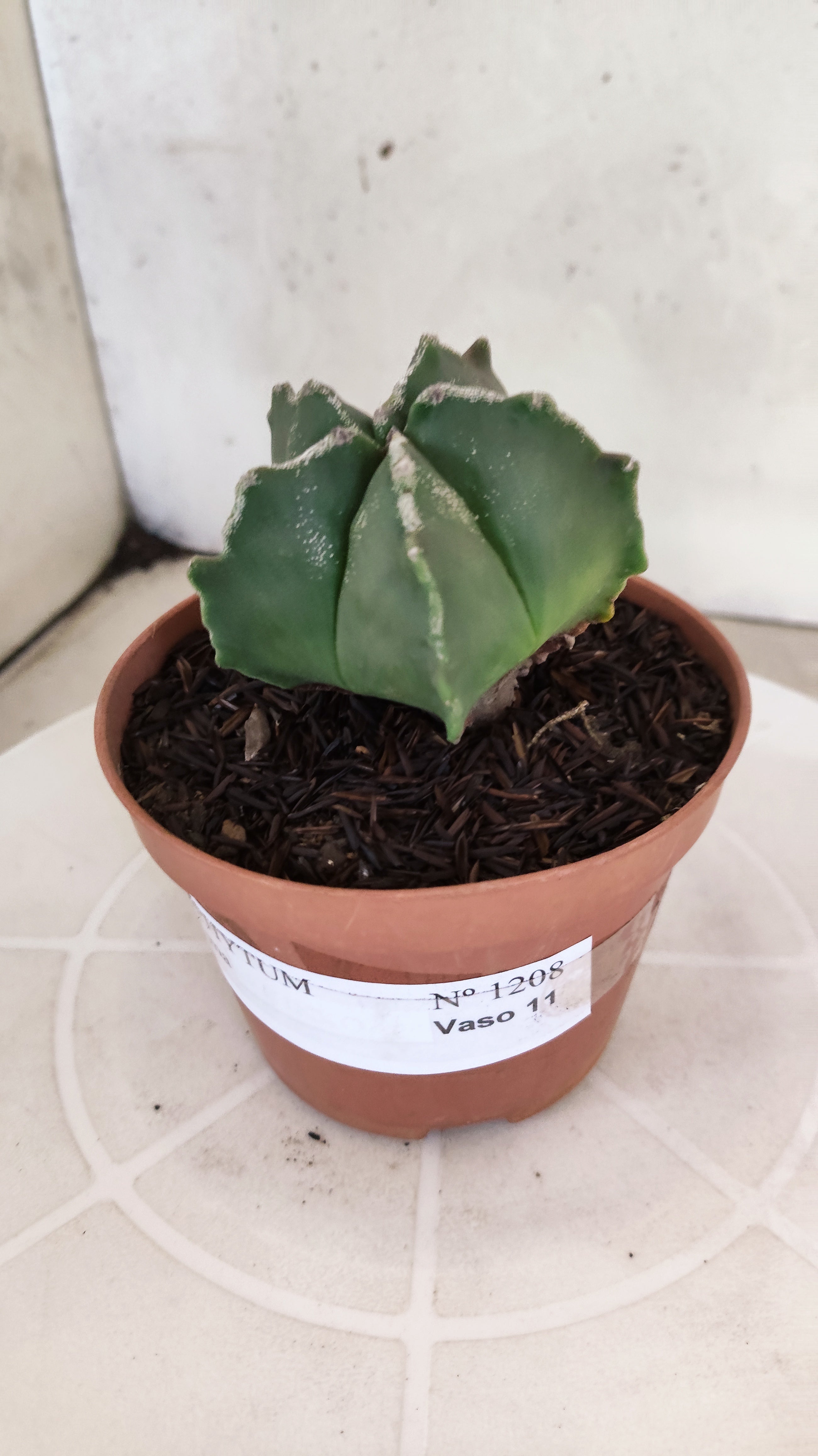 ASTROPHYTUM MYRIOSTIGMA Nº 1208 – vaso 11