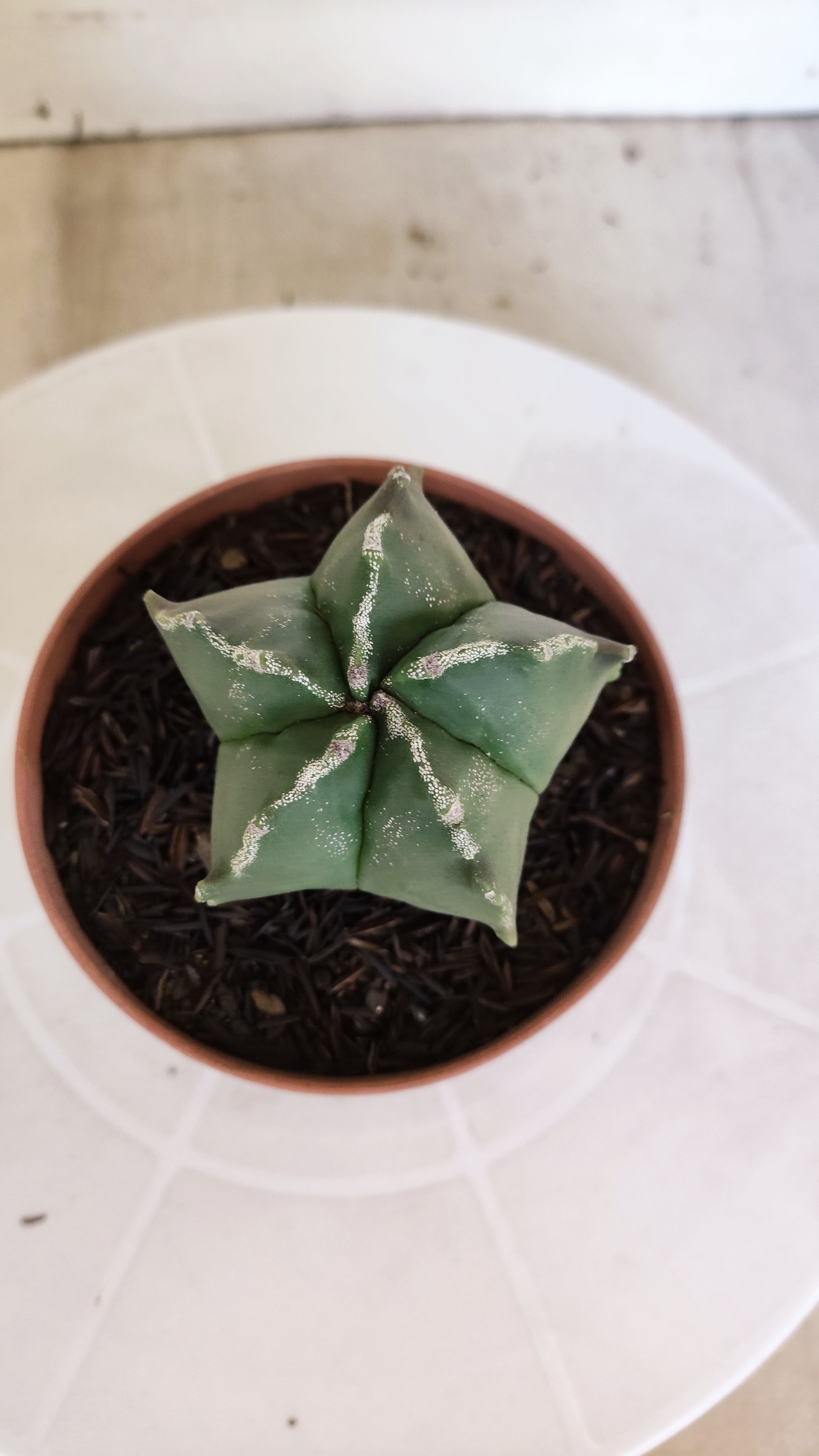 ASTROPHYTUM MYRIOSTIGMA Nº 1208 – vaso 11