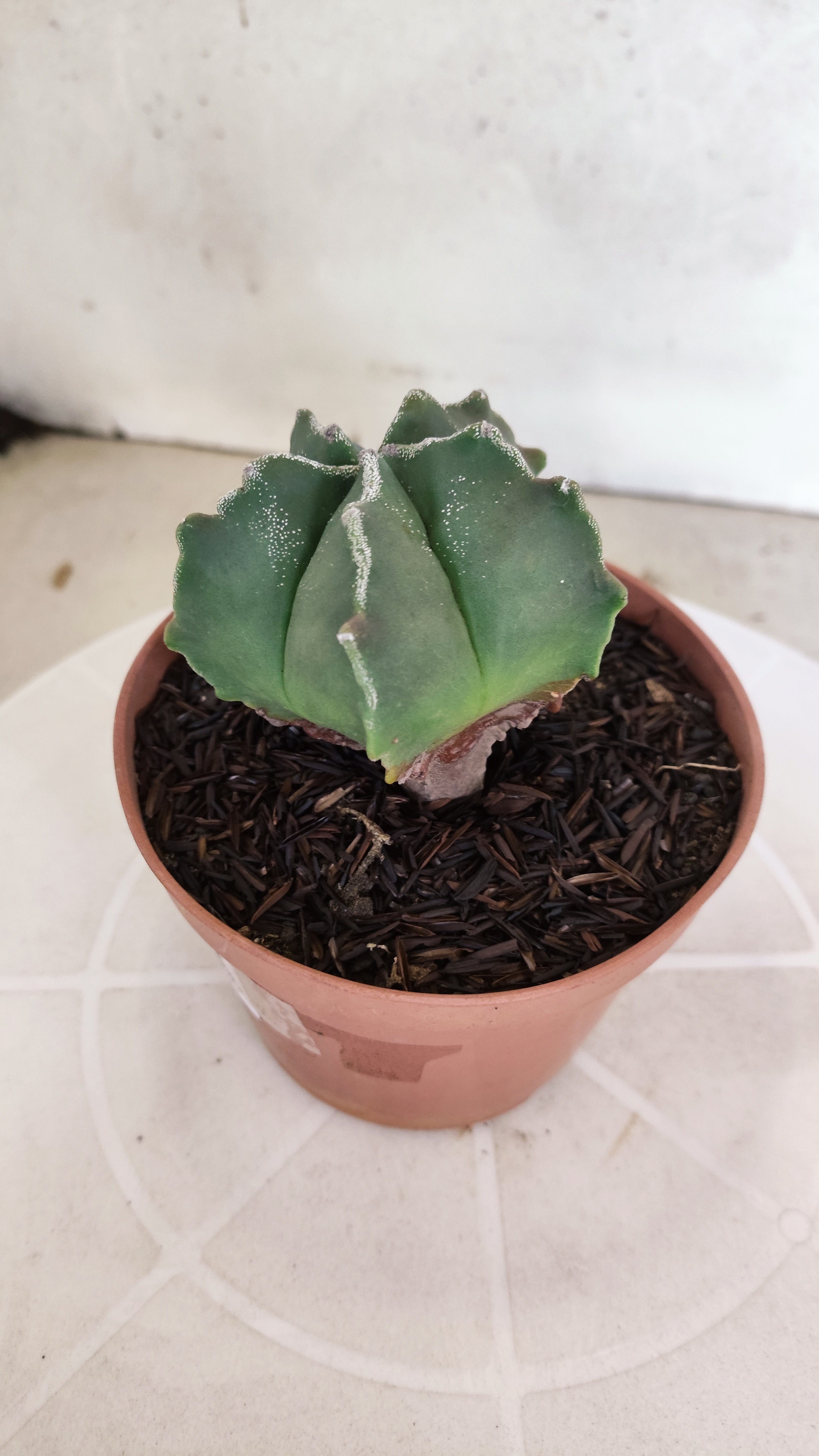 ASTROPHYTUM MYRIOSTIGMA Nº 1208 – vaso 11