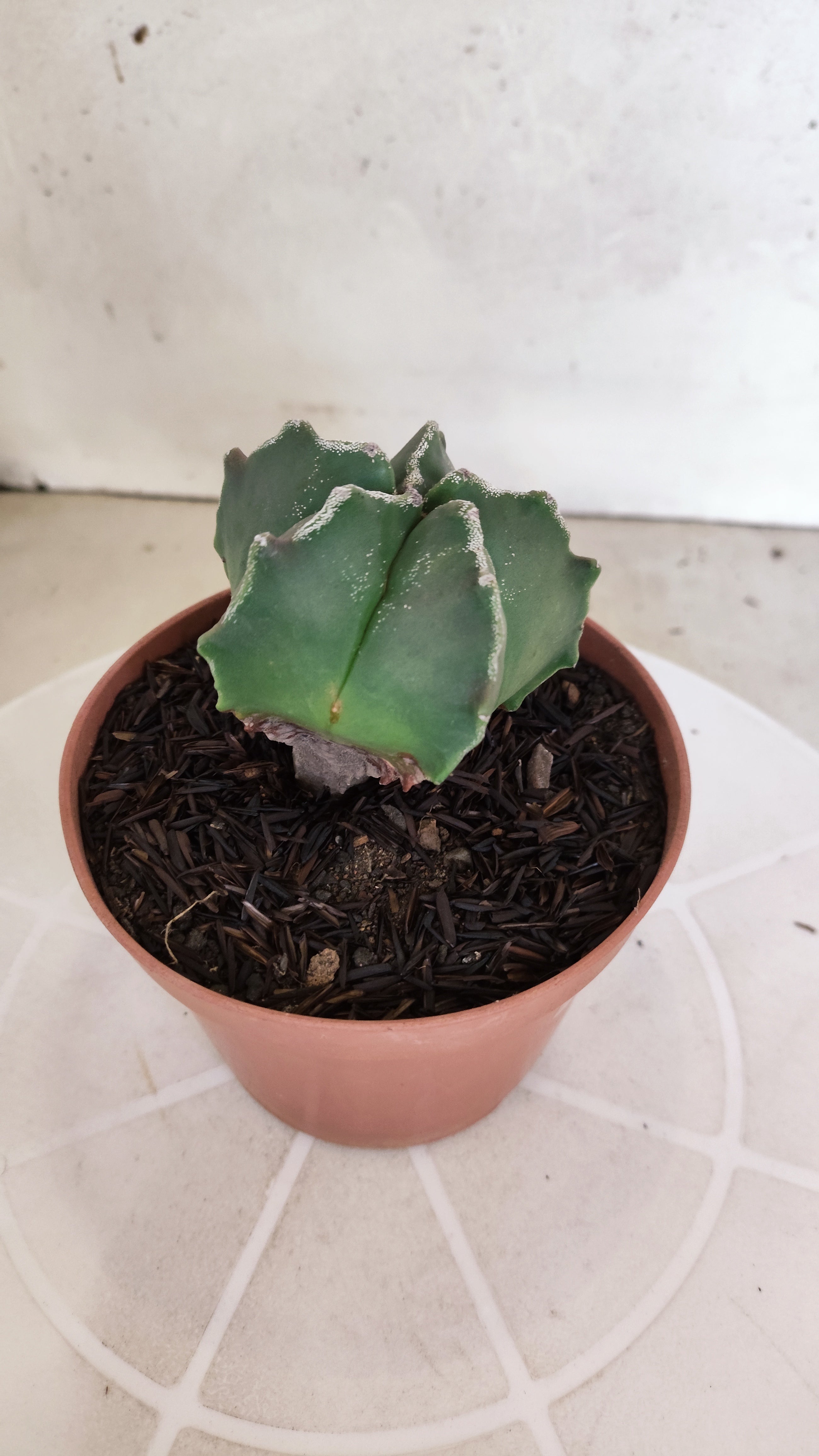 ASTROPHYTUM MYRIOSTIGMA Nº 1208 – vaso 11